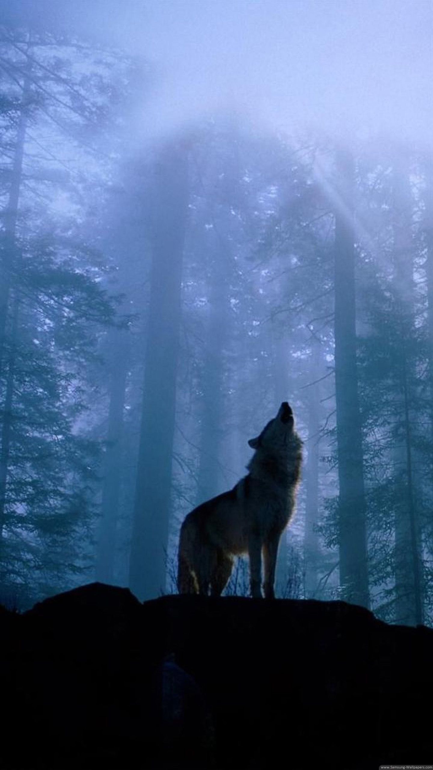 Wolf Lock Screen Wallpapers