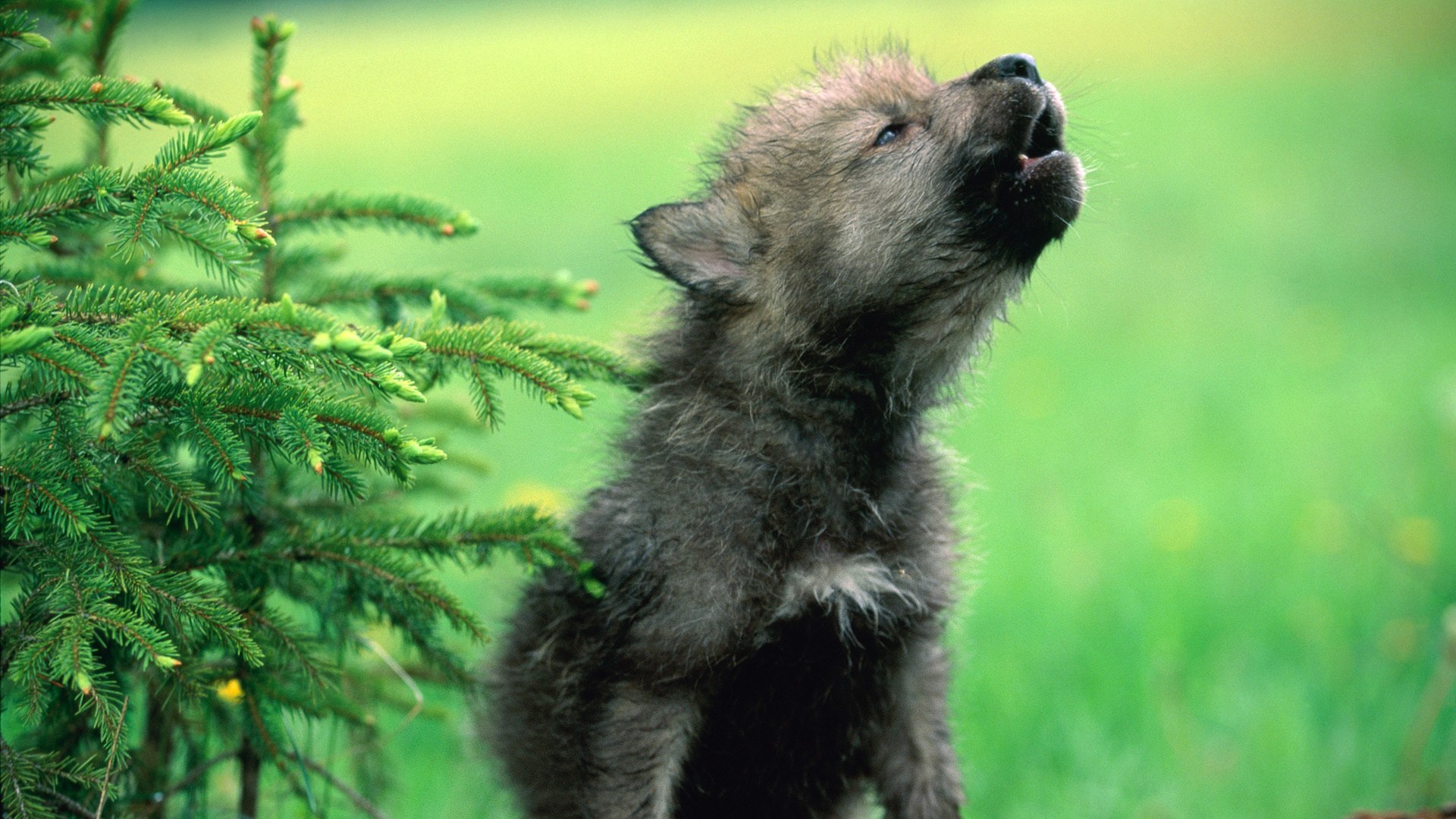 Wolf Pup Wallpapers