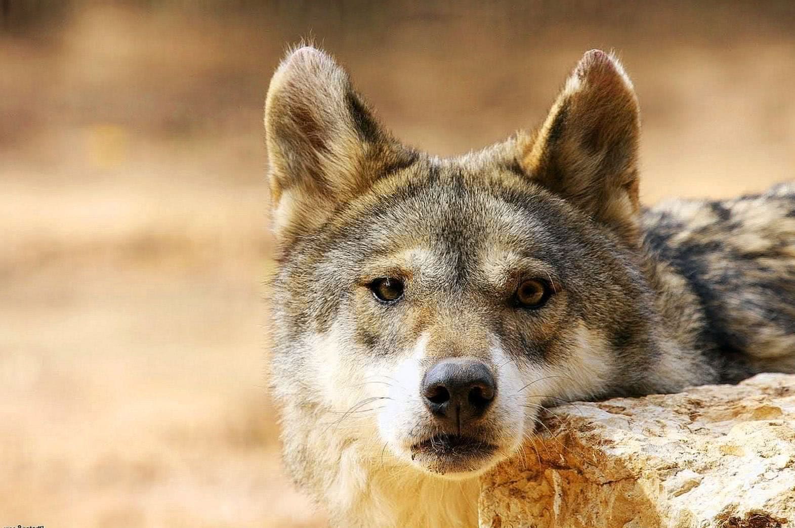 Wolf Pup Wallpapers