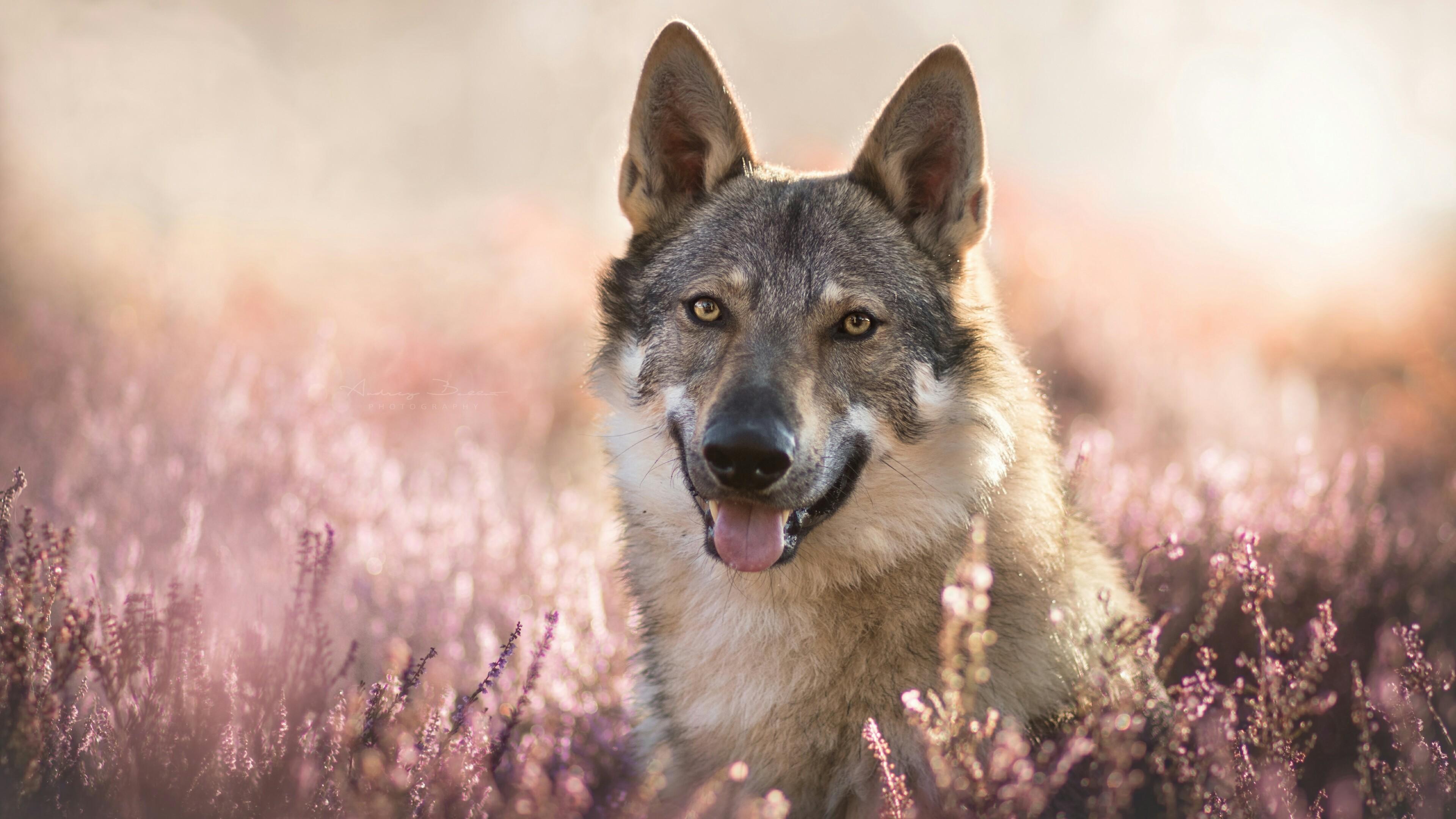 Wolfdog Wallpapers