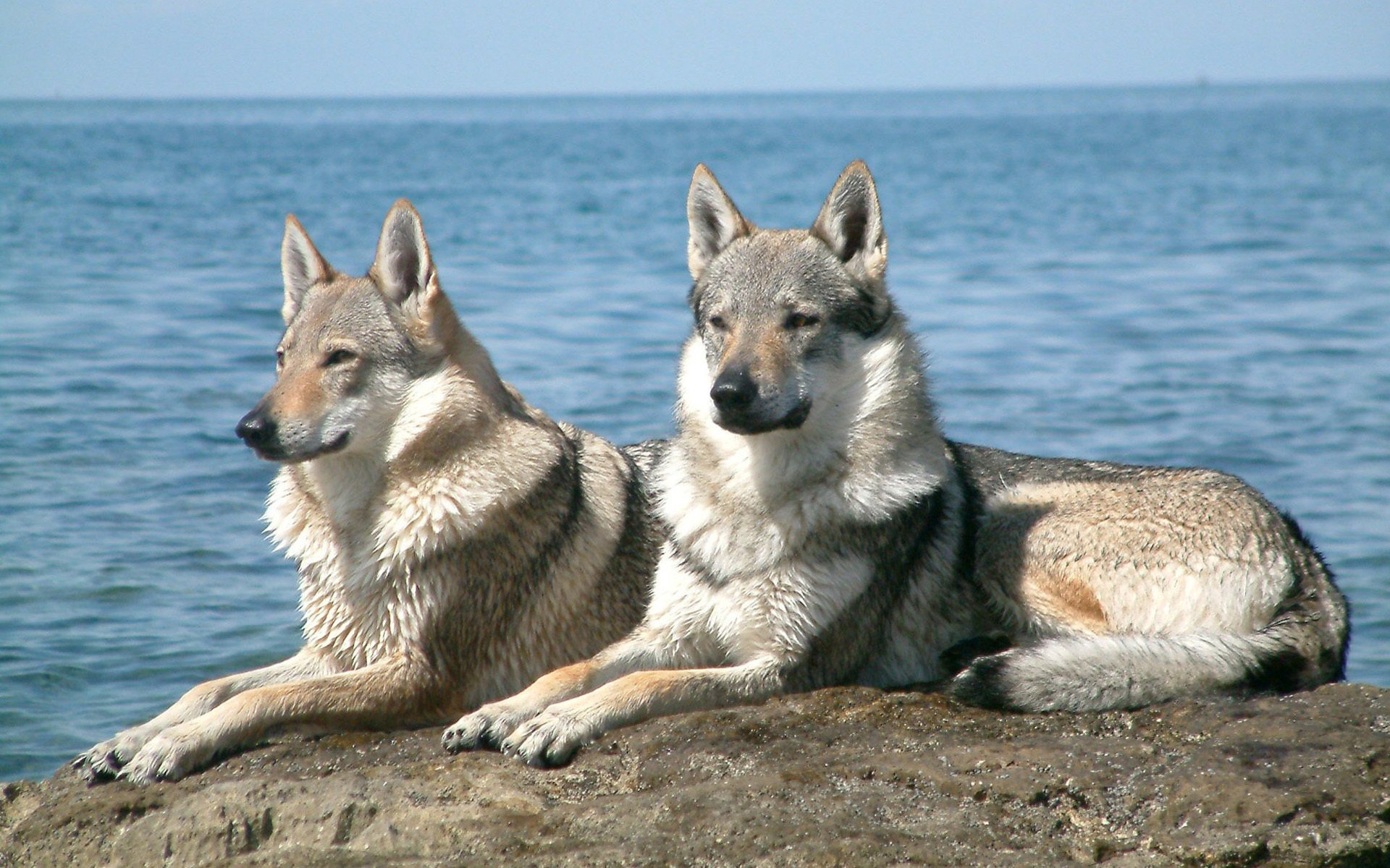 Wolfdog Wallpapers