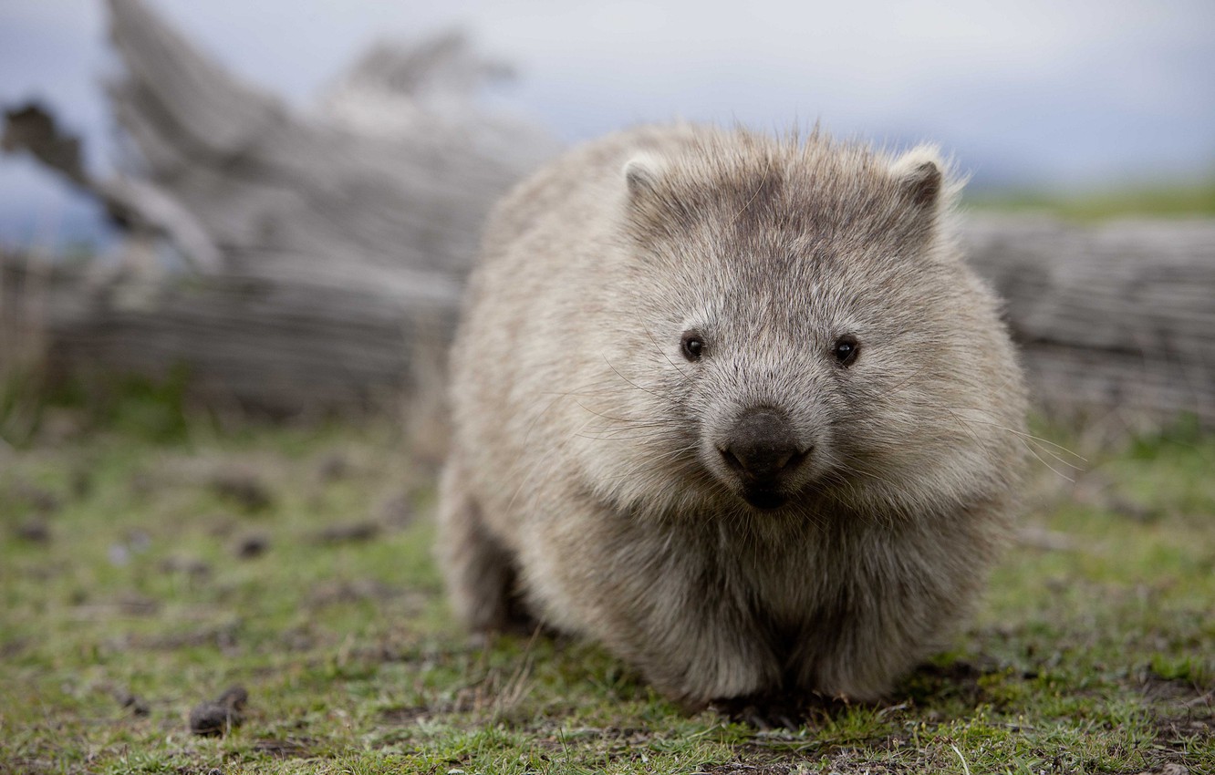 Wombats Wallpapers