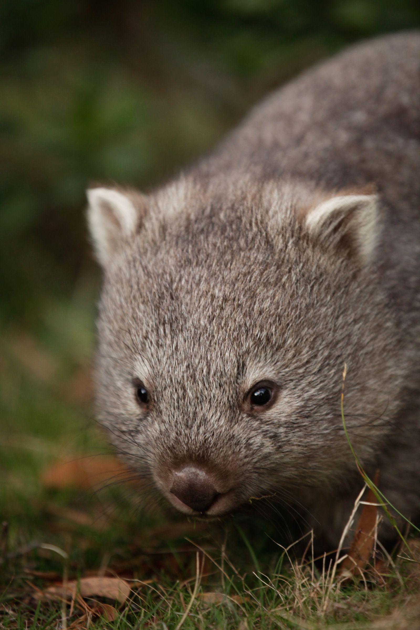 Wombats Wallpapers