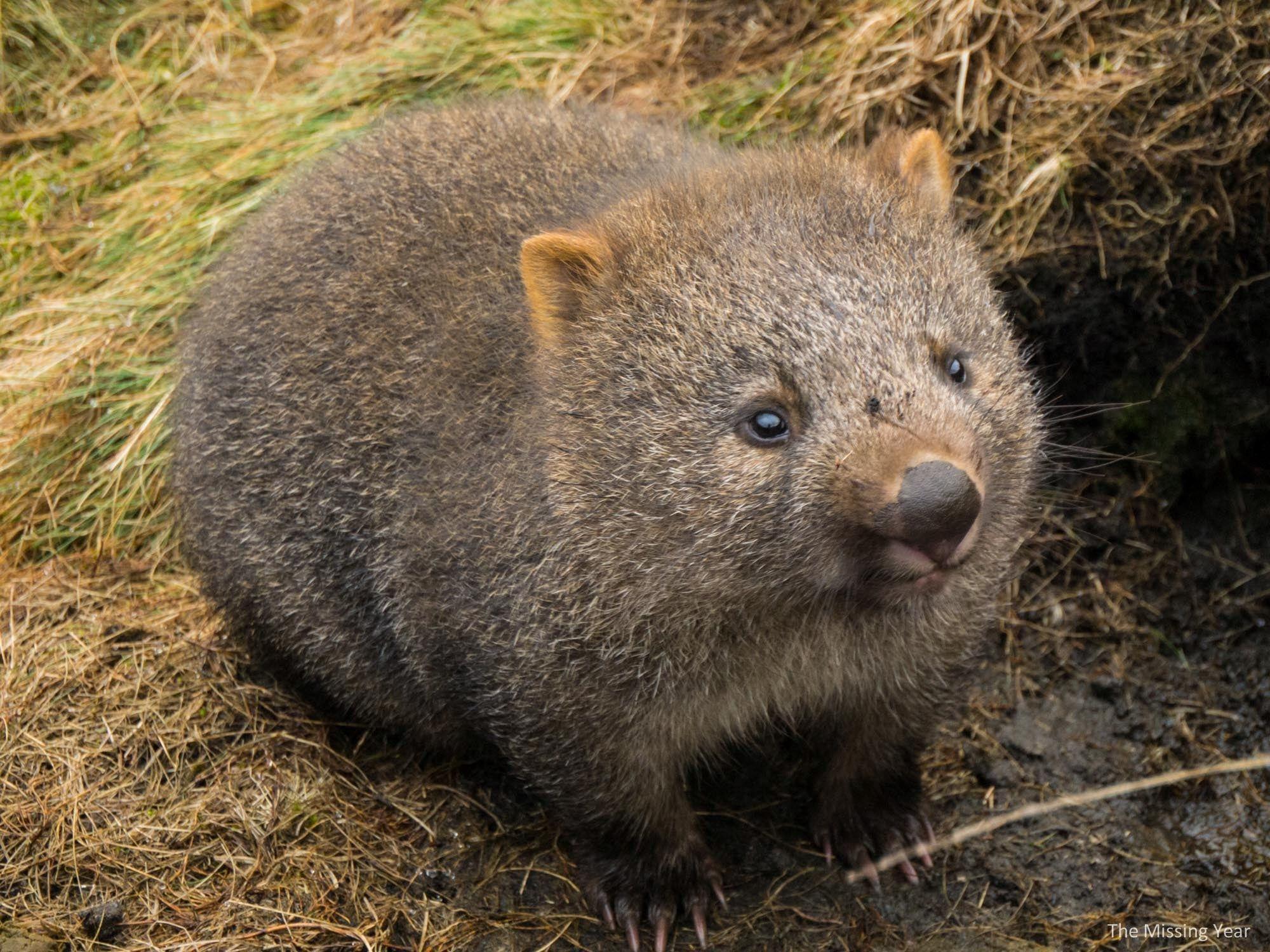 Wombats Wallpapers