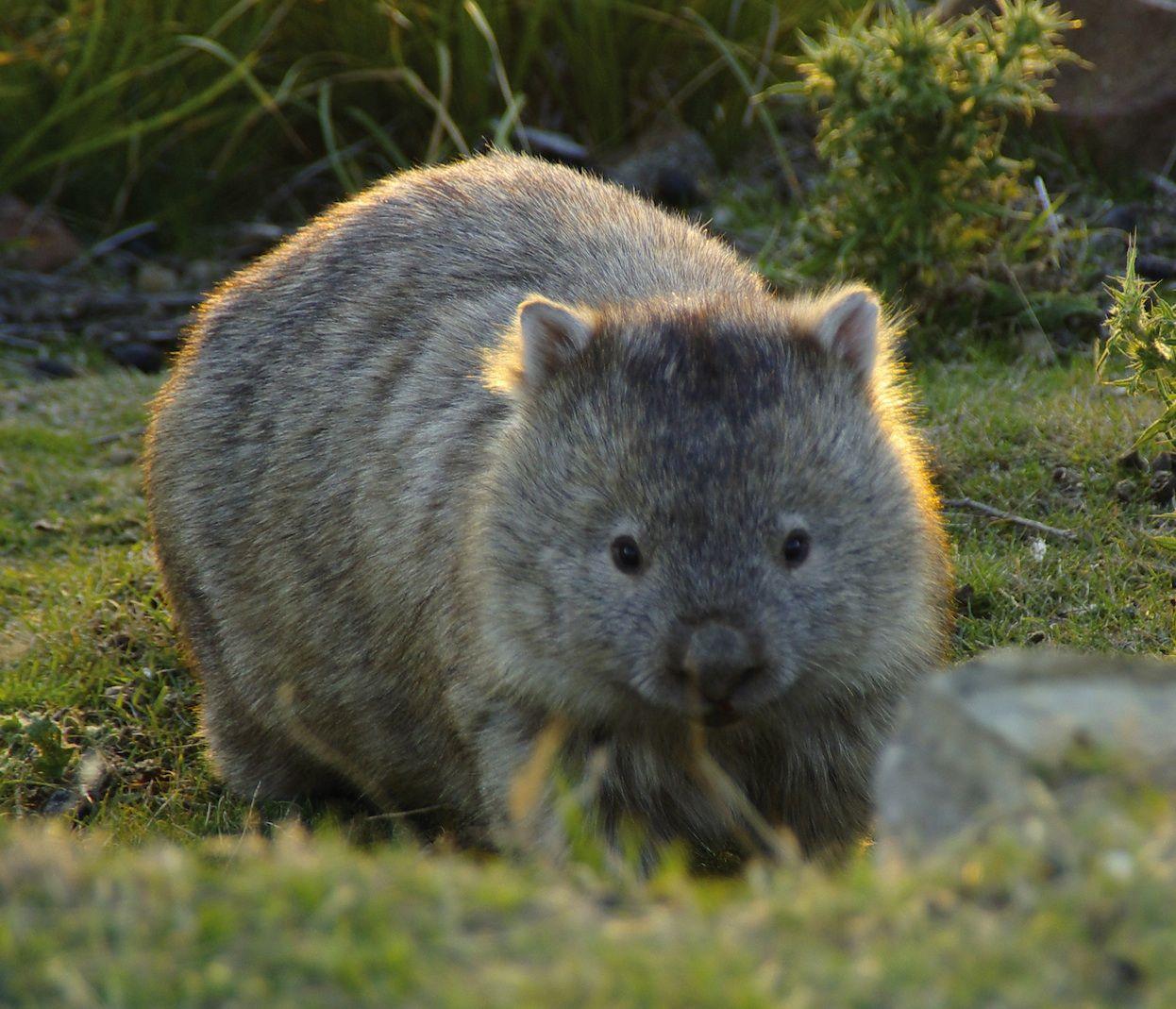 Wombats Wallpapers