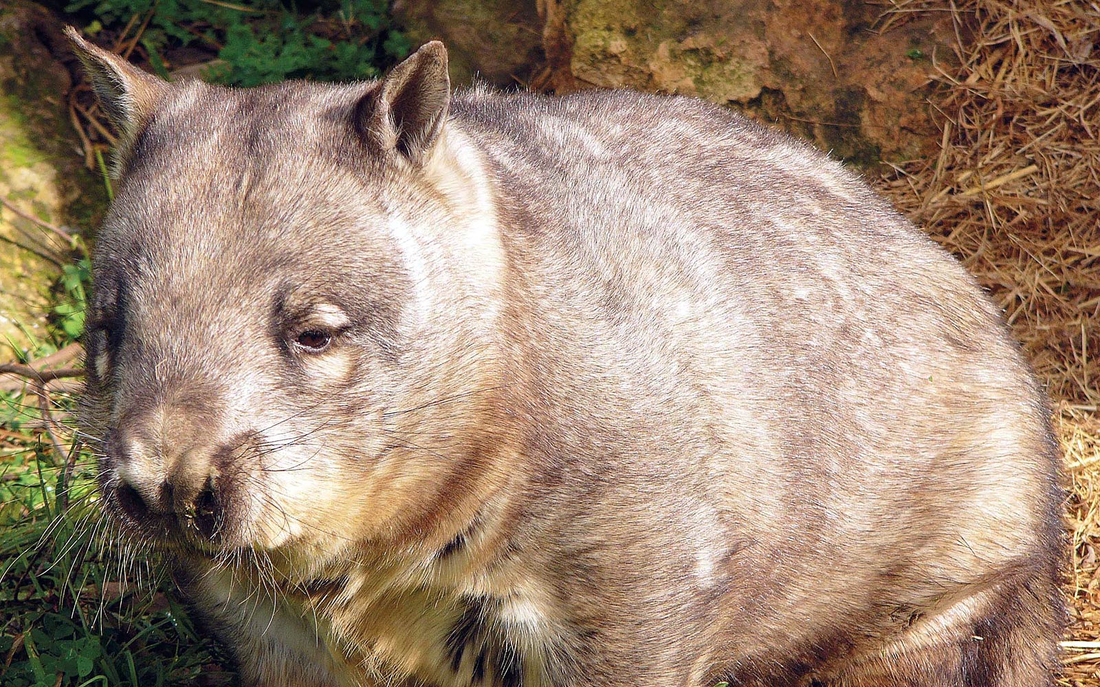 Wombats Wallpapers