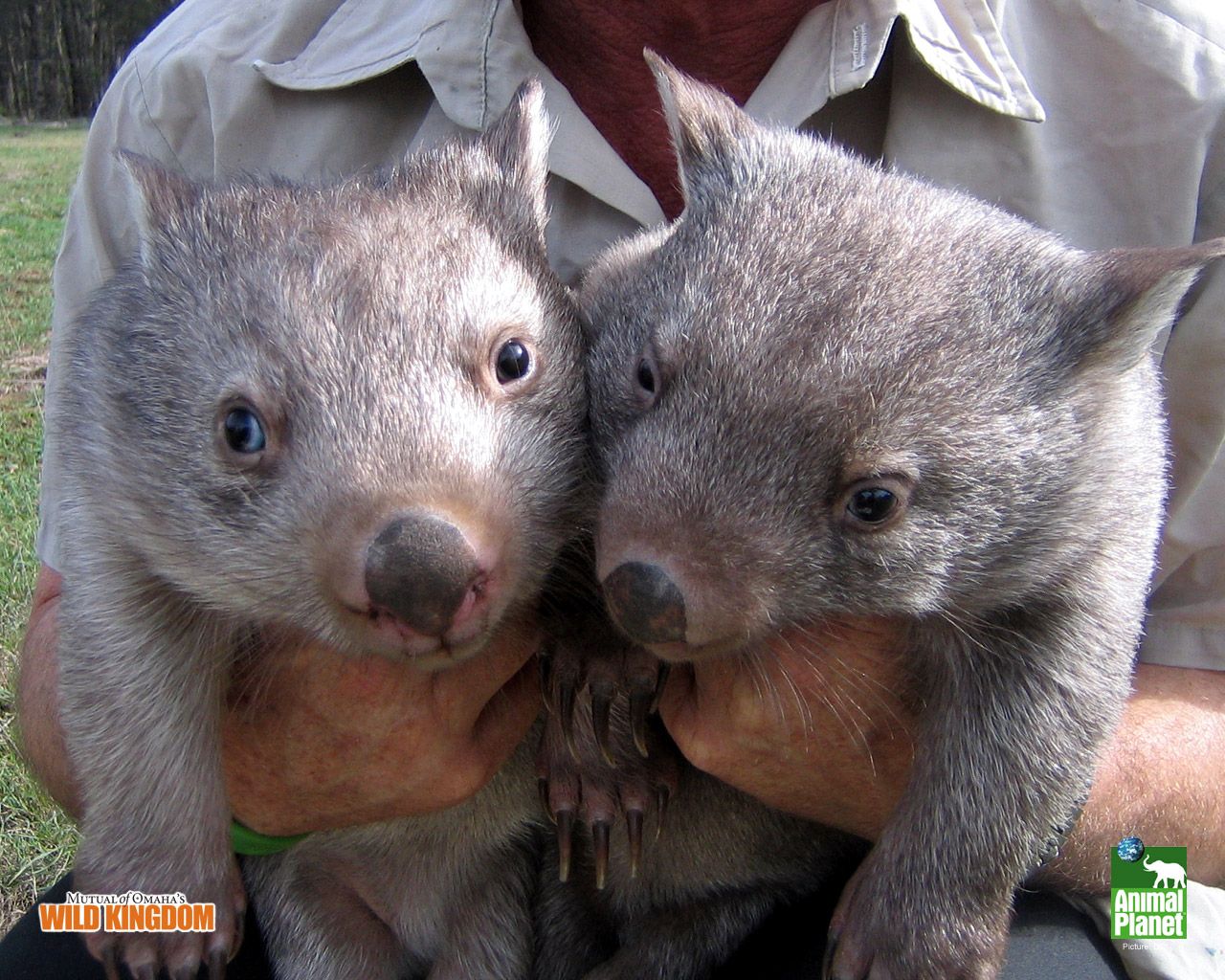 Wombats Wallpapers