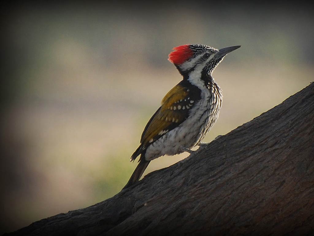 Woodpecker Wallpapers