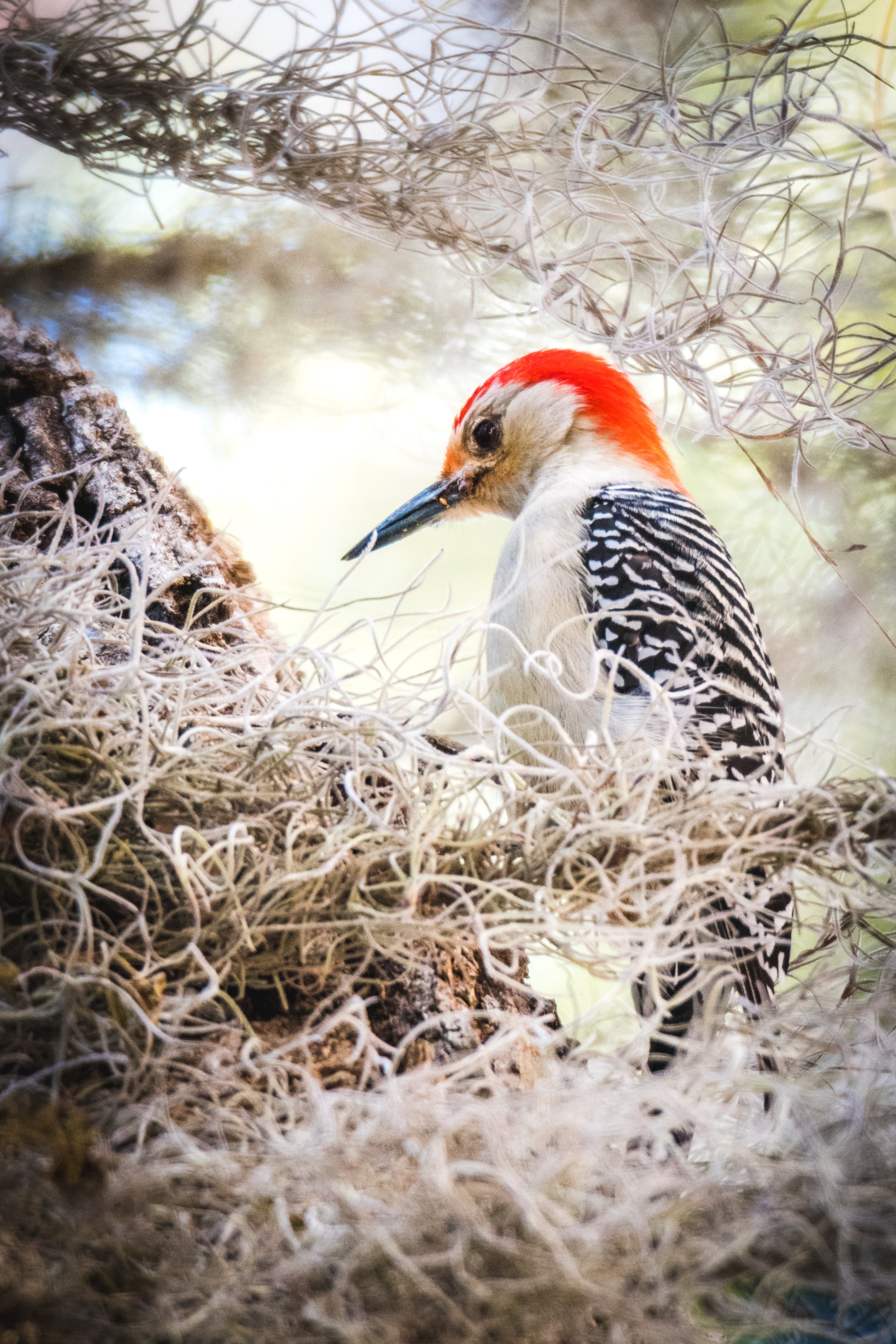 Woodpecker Wallpapers