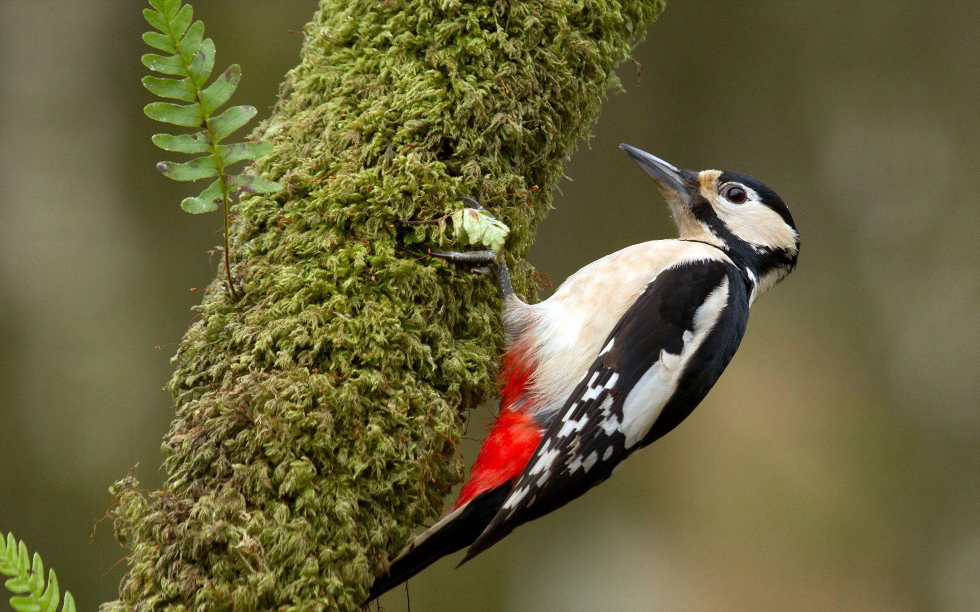 Woodpecker Wallpapers