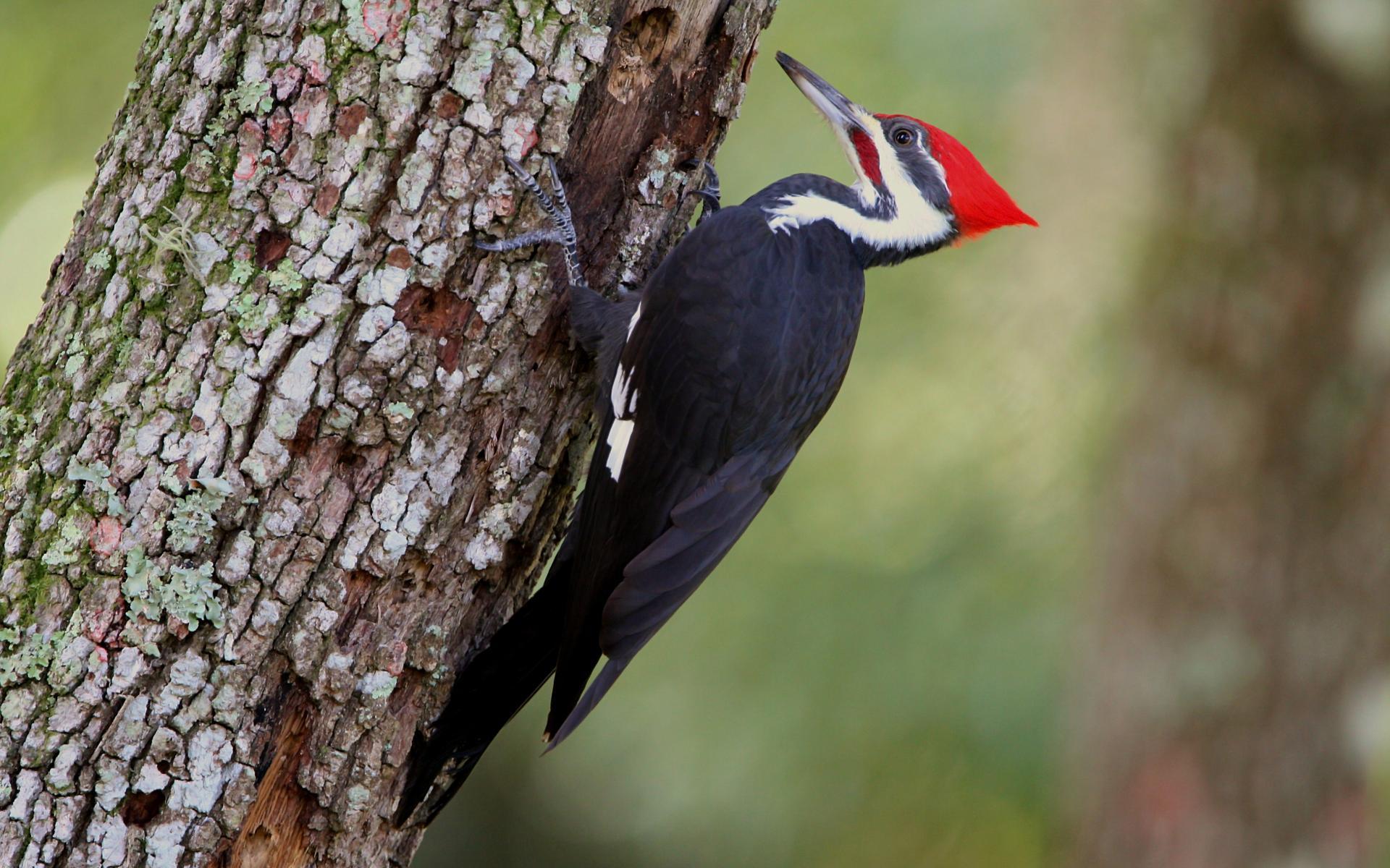 Woodpecker Wallpapers