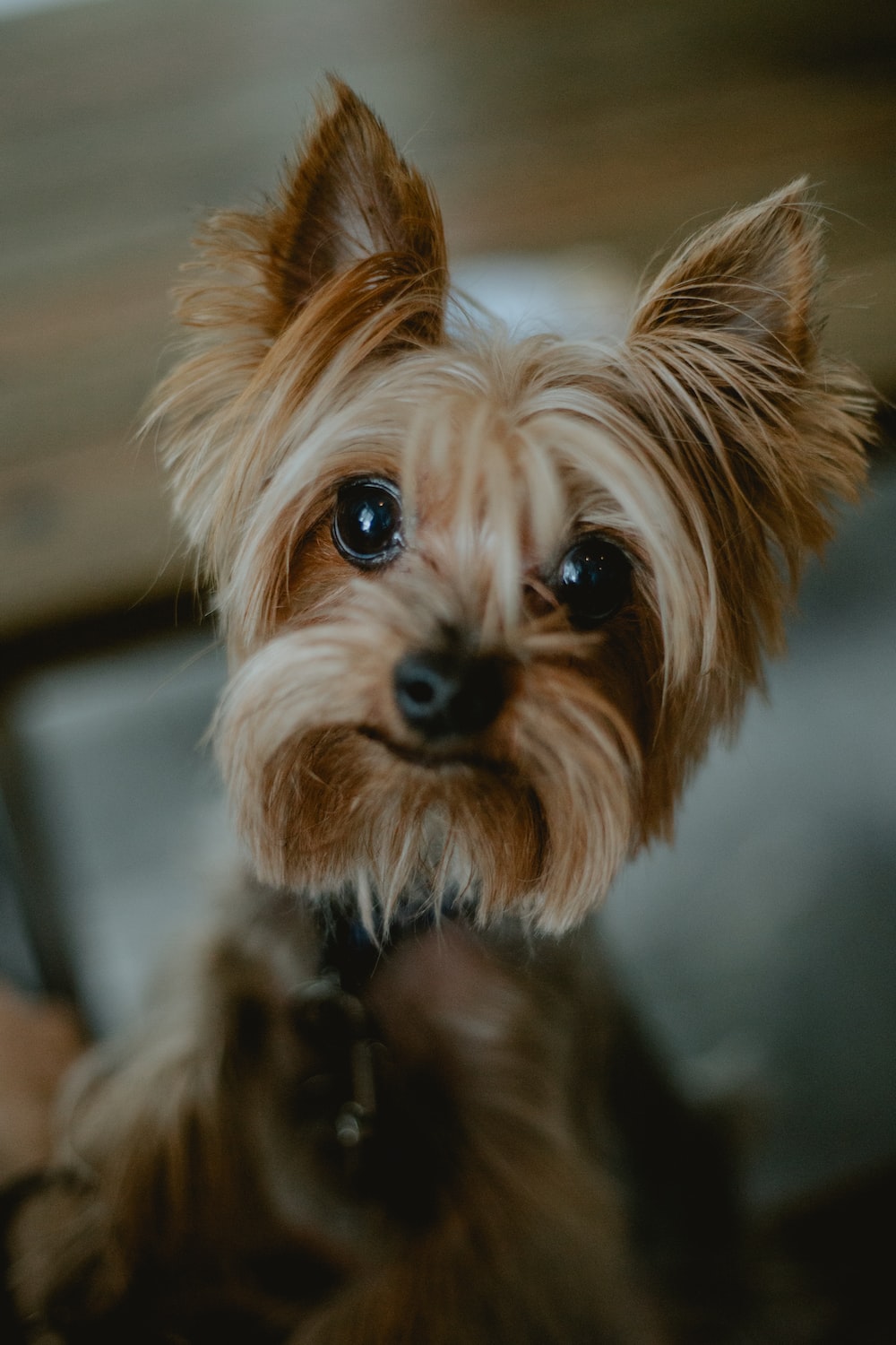 Yorkshire Terrier Wallpapers