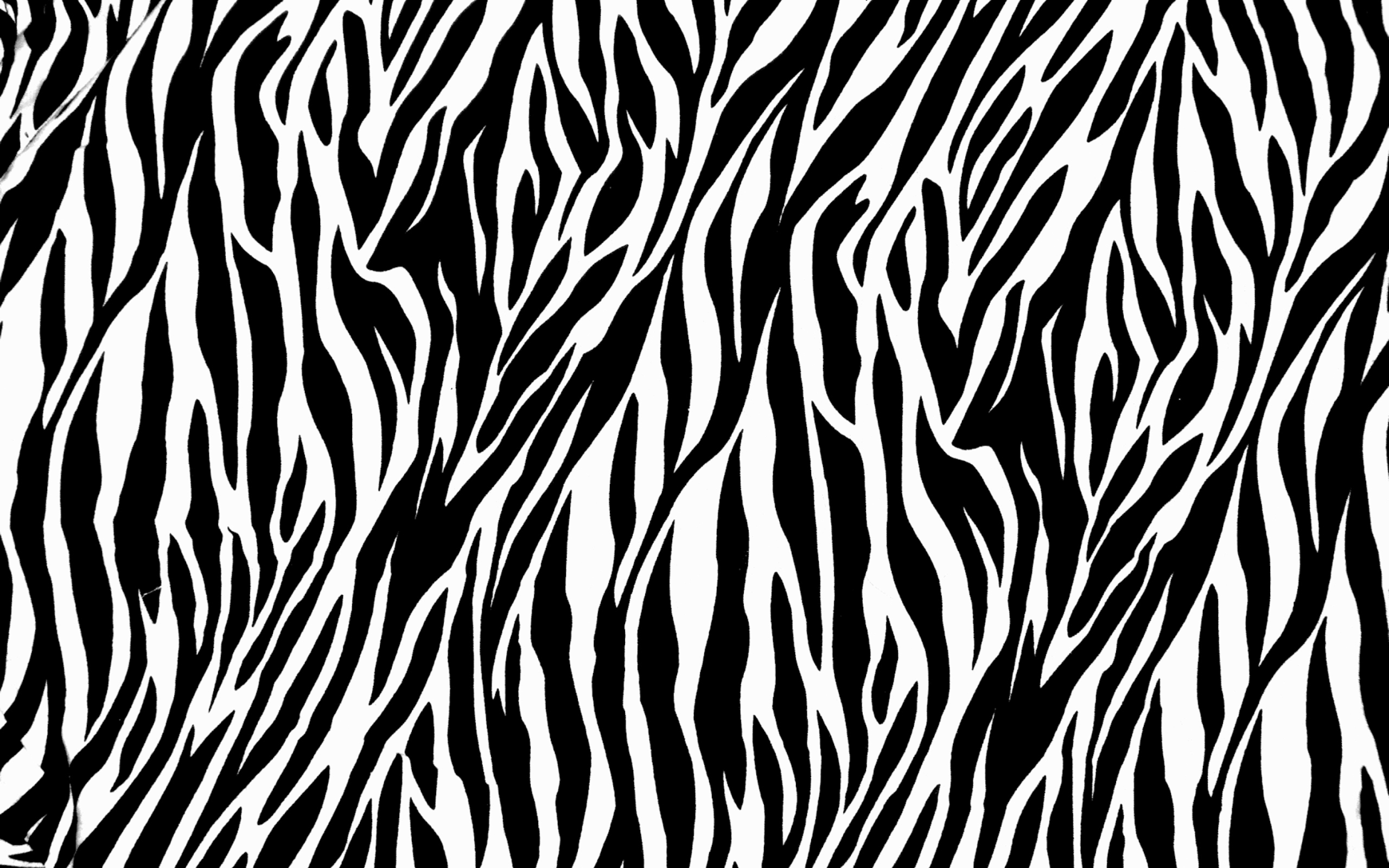 Zebra Wallpapers