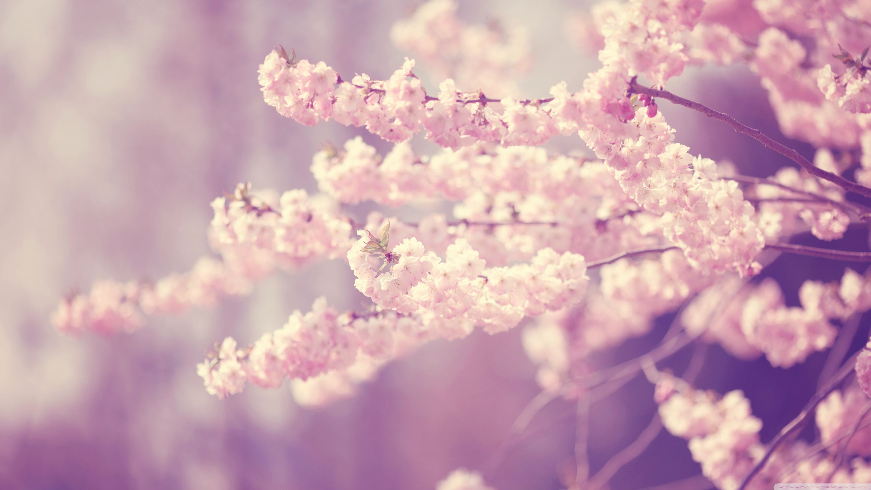 Cherry Blossom 5K Wallpapers