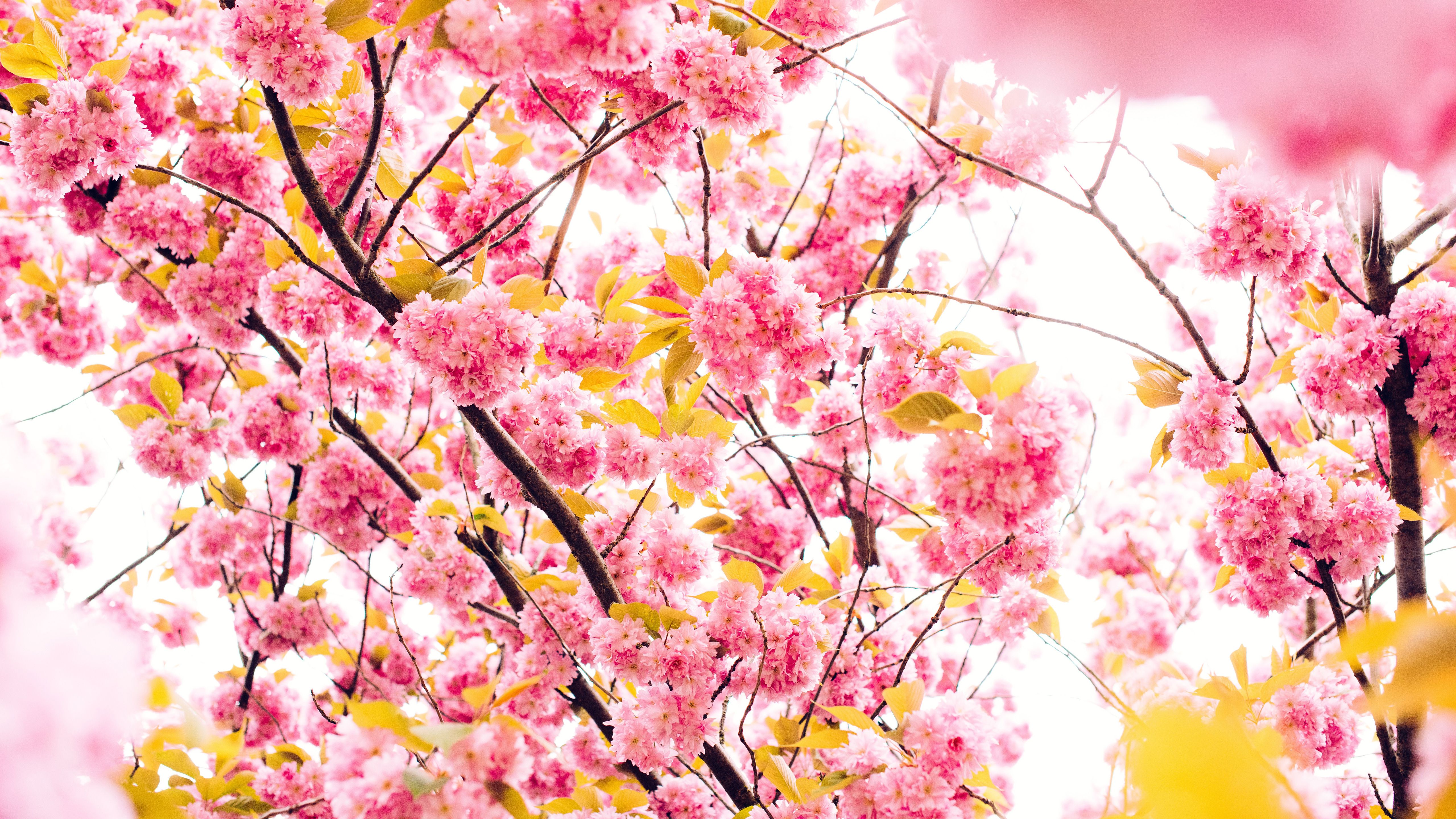 Cherry Blossom 5K Wallpapers