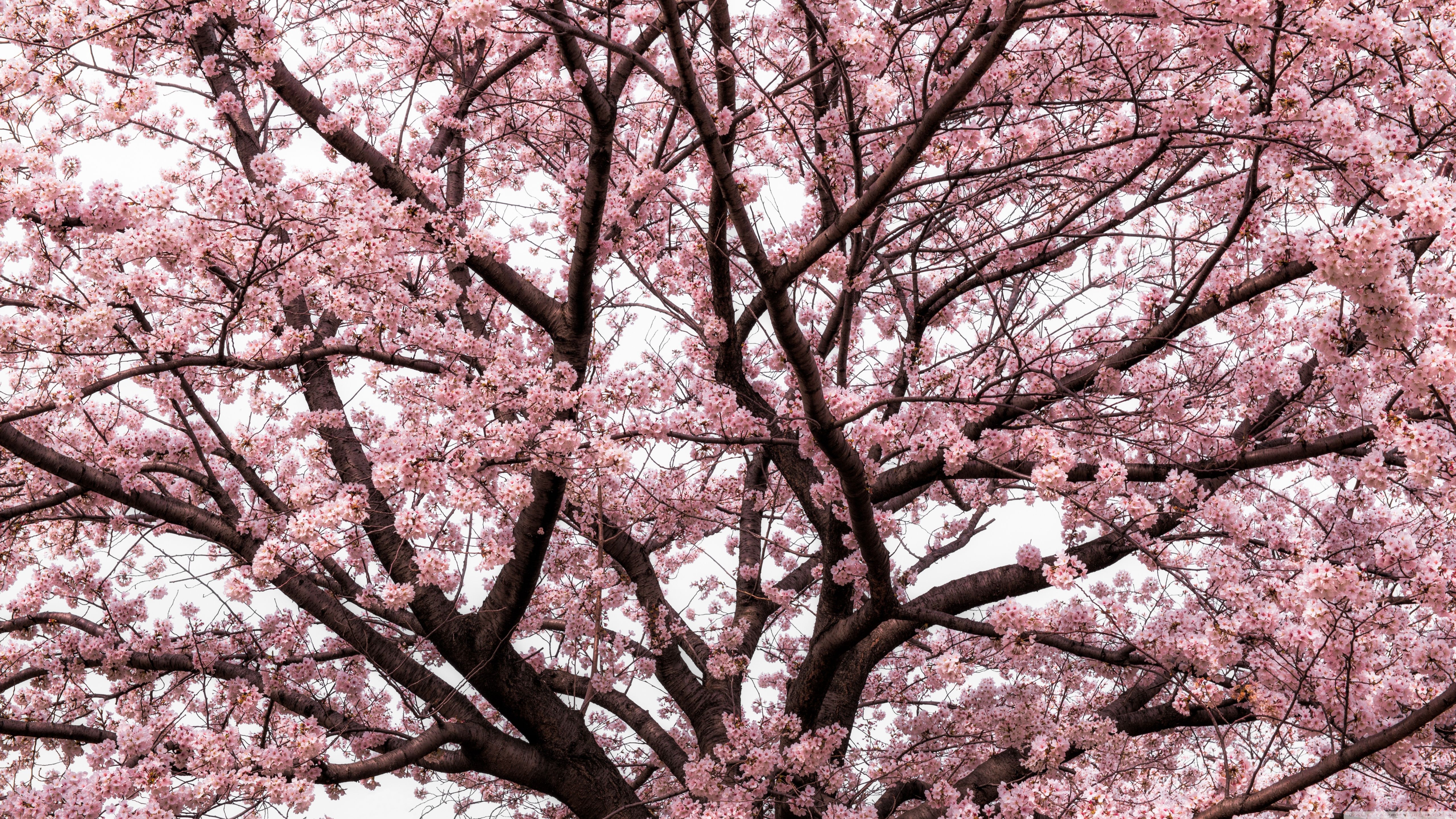 Cherry Blossom 5K Wallpapers