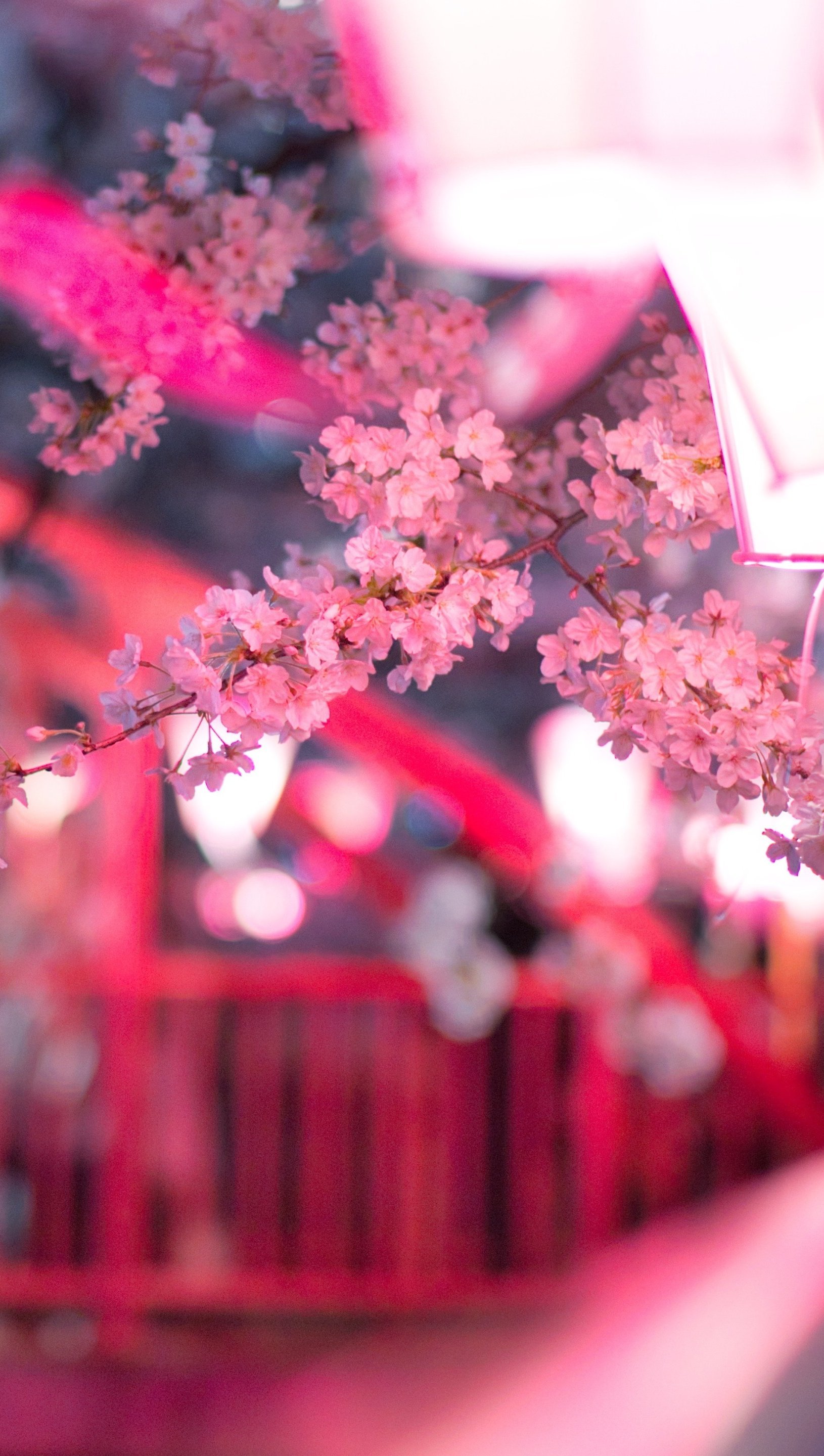 Cherry Blossom 5K Wallpapers