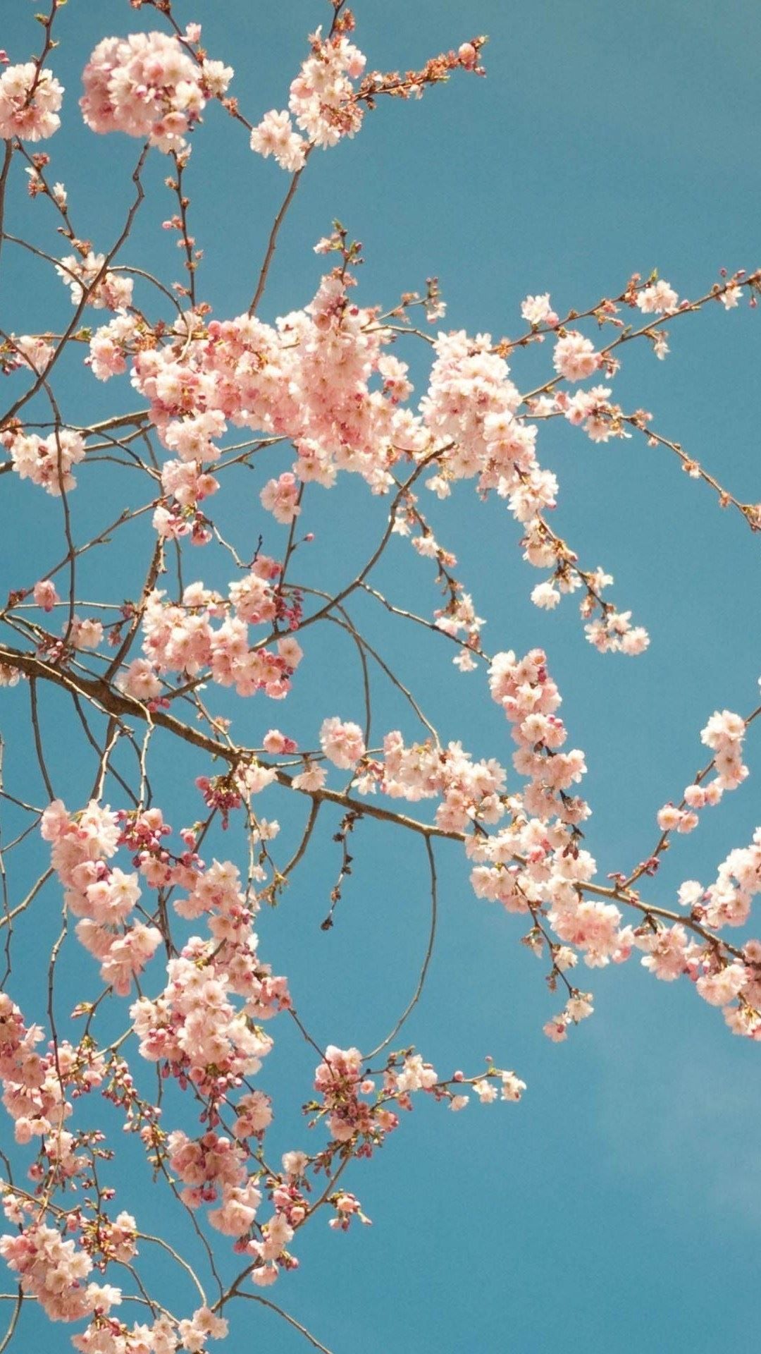 Cherry Blossom Aesthetic Wallpapers