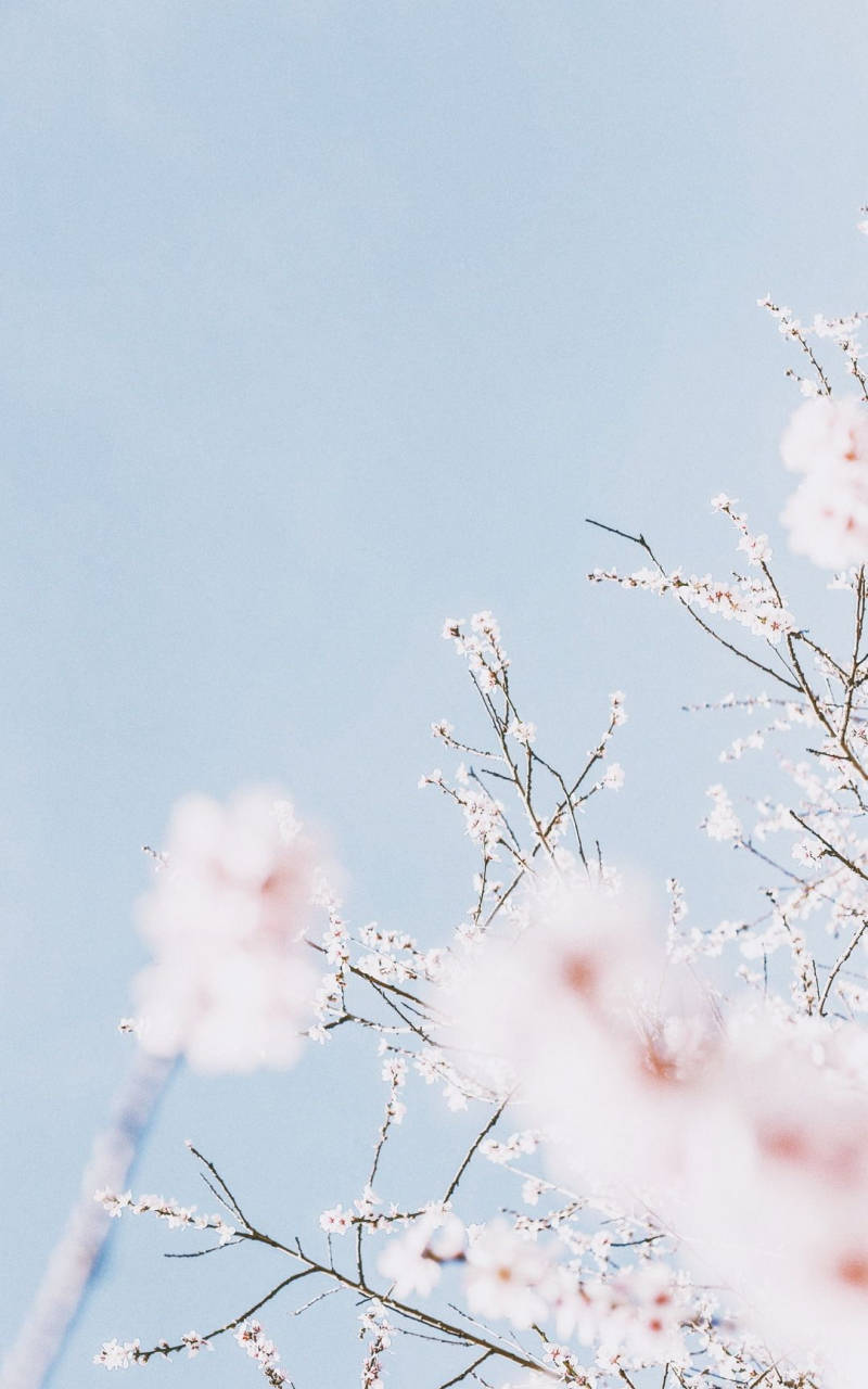 Cherry Blossom Aesthetic Wallpapers