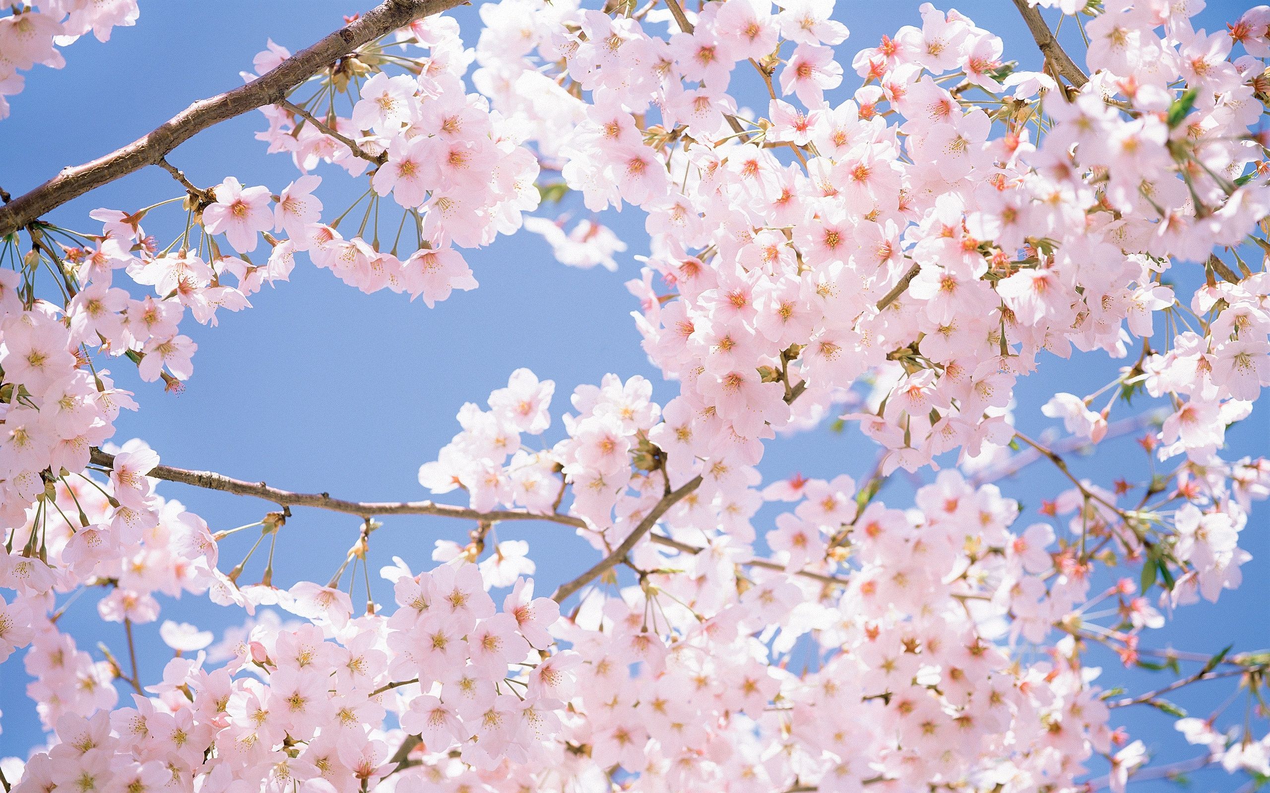 Cherry Blossom Aesthetic Wallpapers