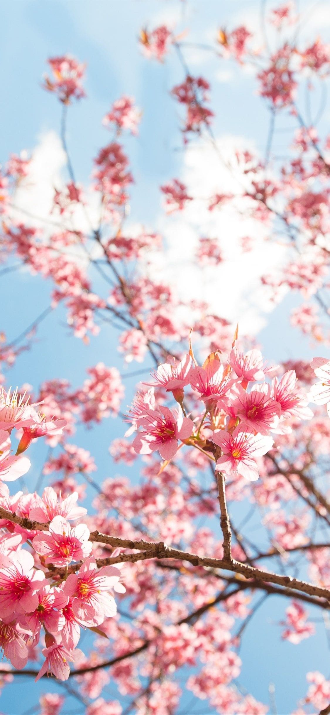 Cherry Blossom Aesthetic Wallpapers