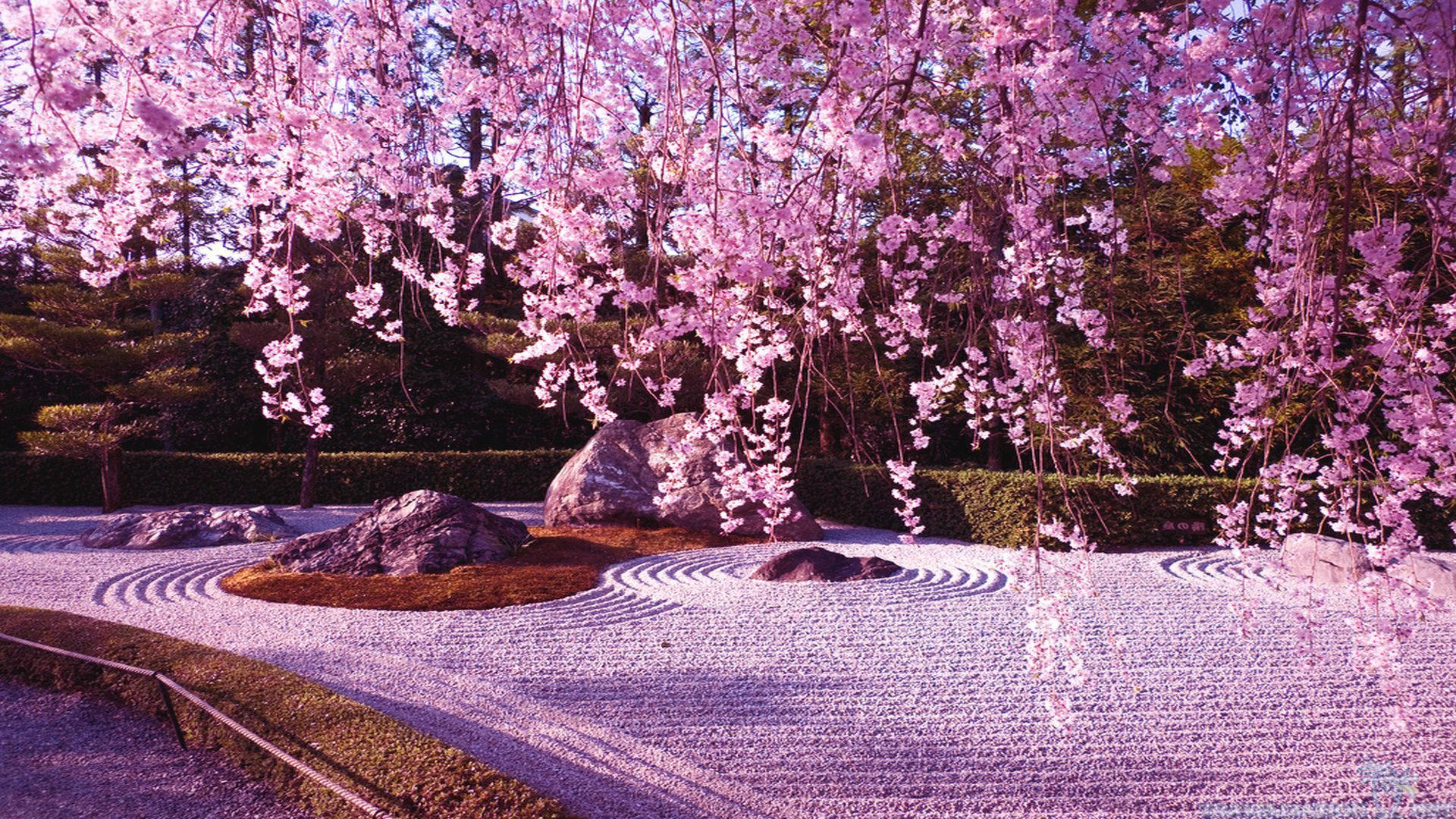 Cherry Blossom Aesthetic Wallpapers