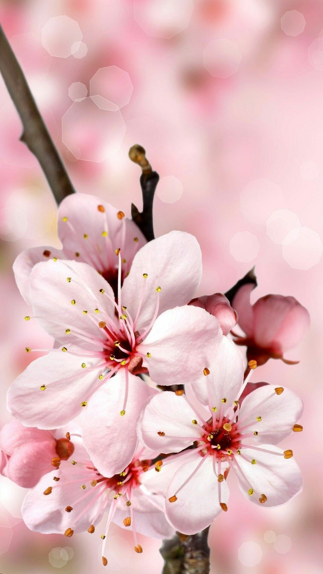 Cherry Blossom Aesthetic Wallpapers