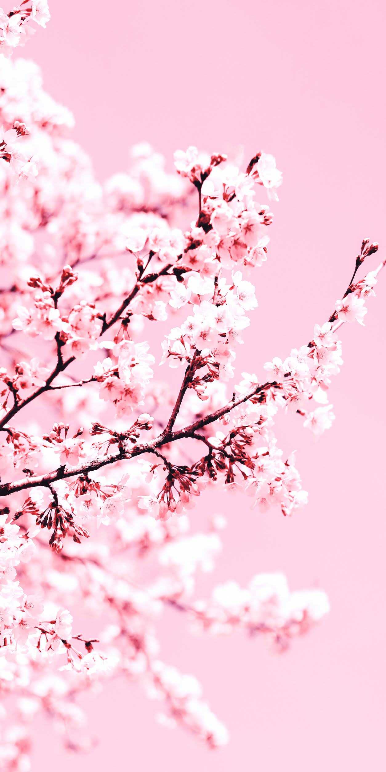 Cherry Blossom Anime Aesthetic Wallpapers