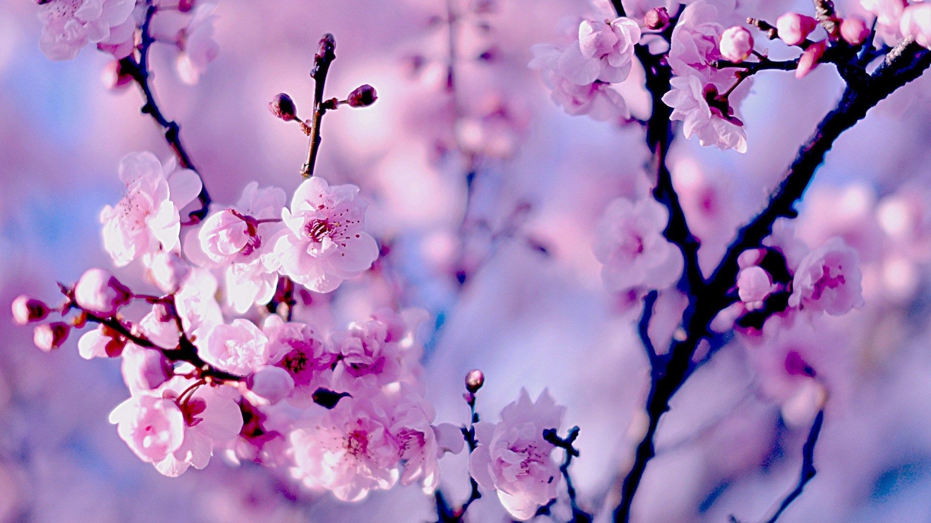 Cherry Blossom Hd Wallpapers