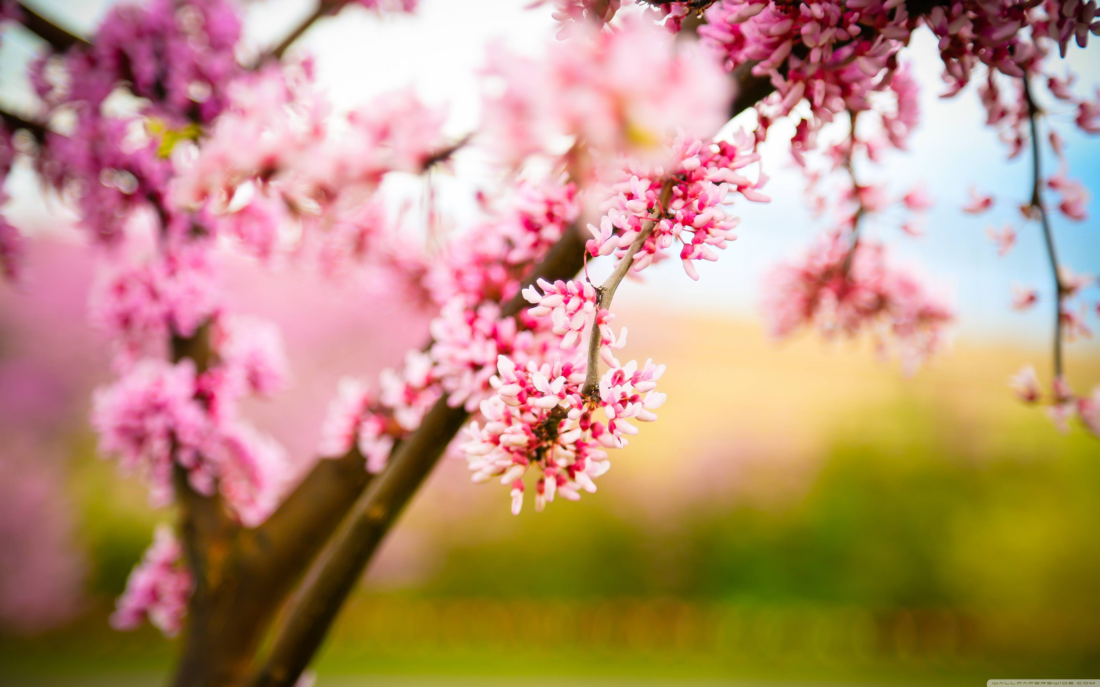 Cherry Blossom Hd Wallpapers