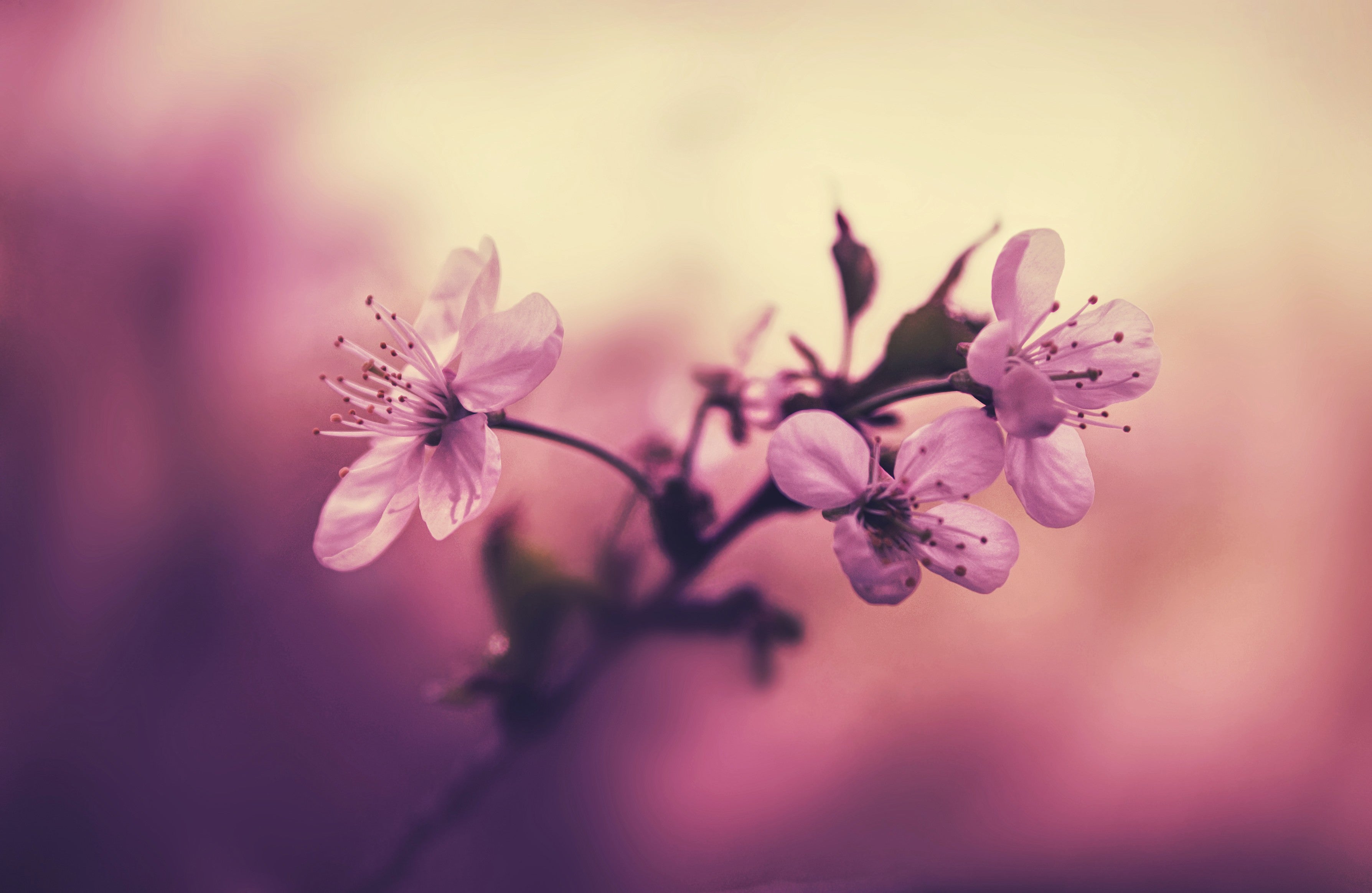 Cherry Blossom Hd Wallpapers