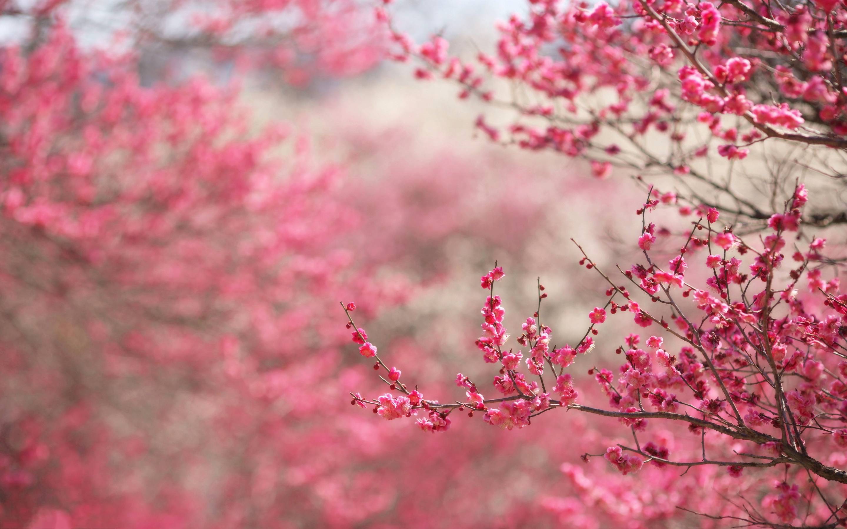 Cherry Blossom Hd Wallpapers