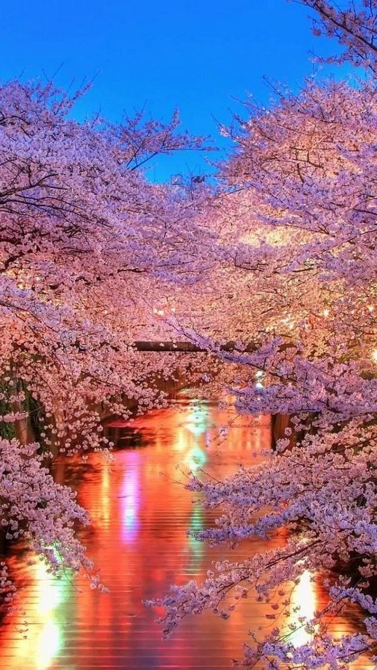 Cherry Blossom Hd Wallpapers