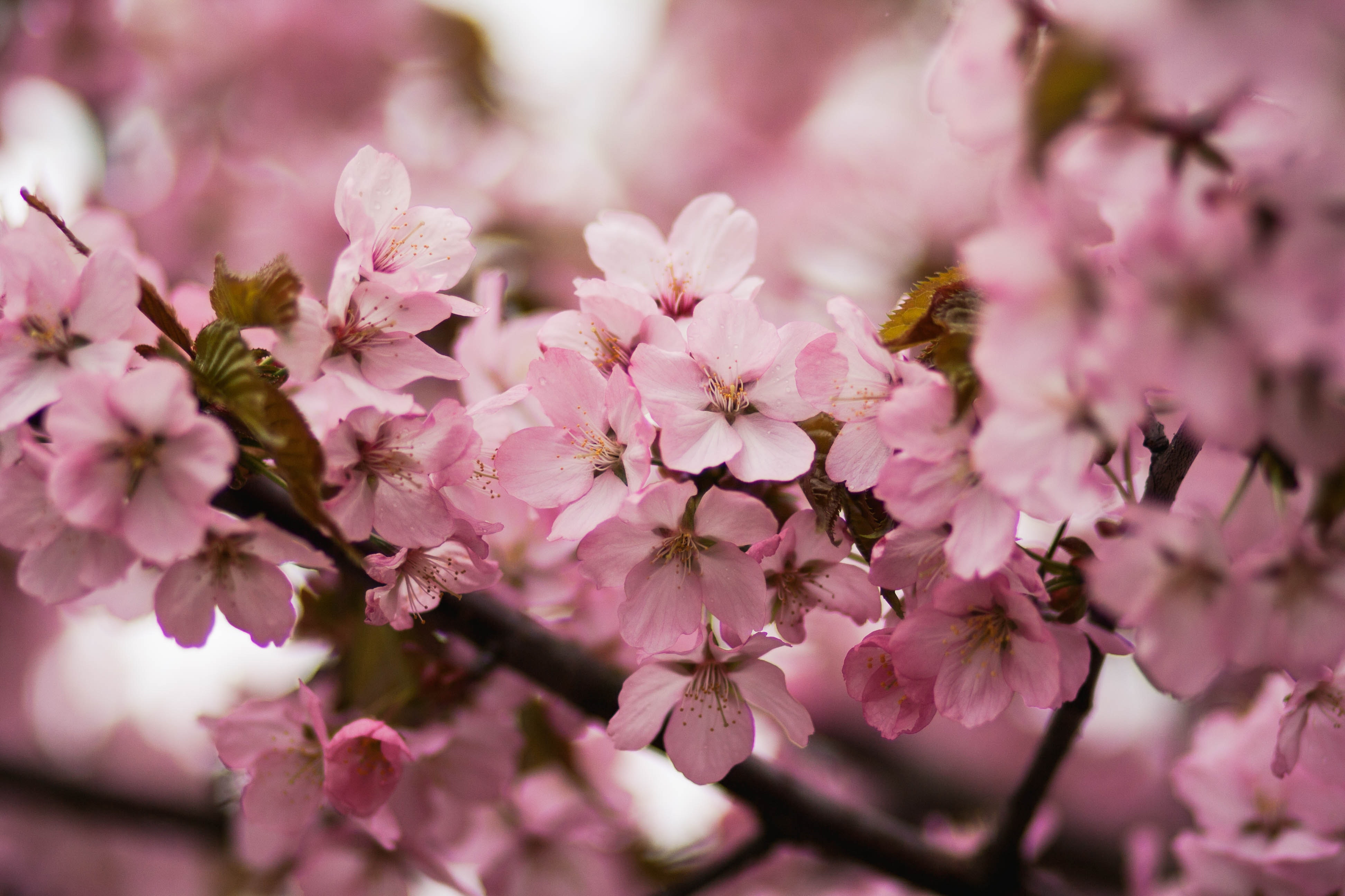 Cherry Blossom Hd Wallpapers