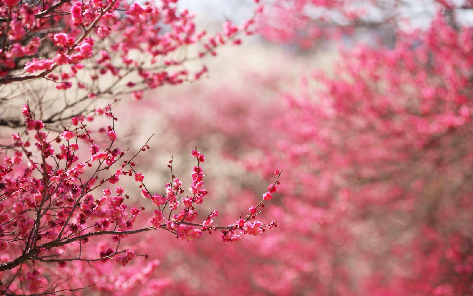 Cherry Blossom Hd Wallpapers