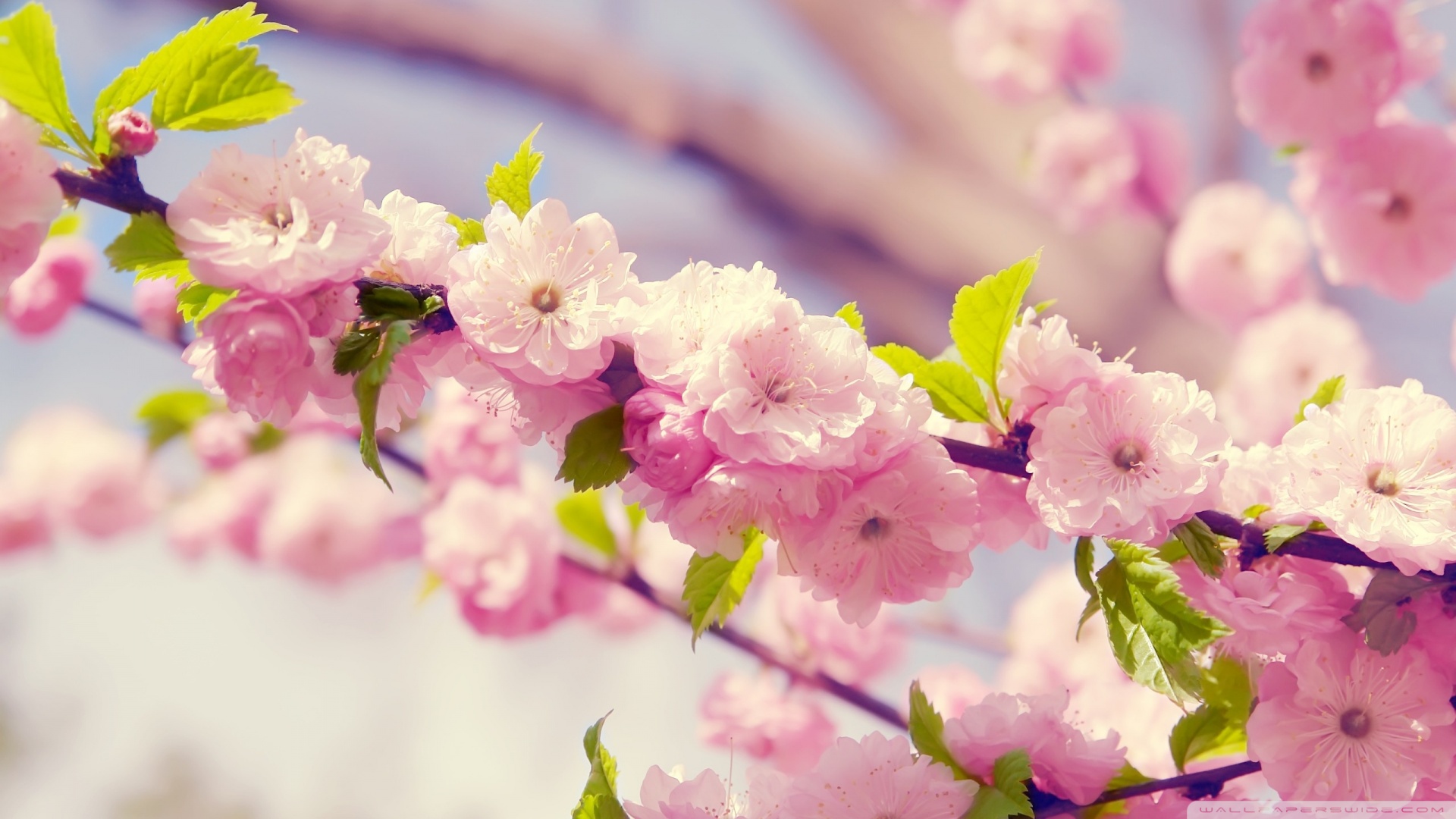 Cherry Blossom Hd Wallpapers