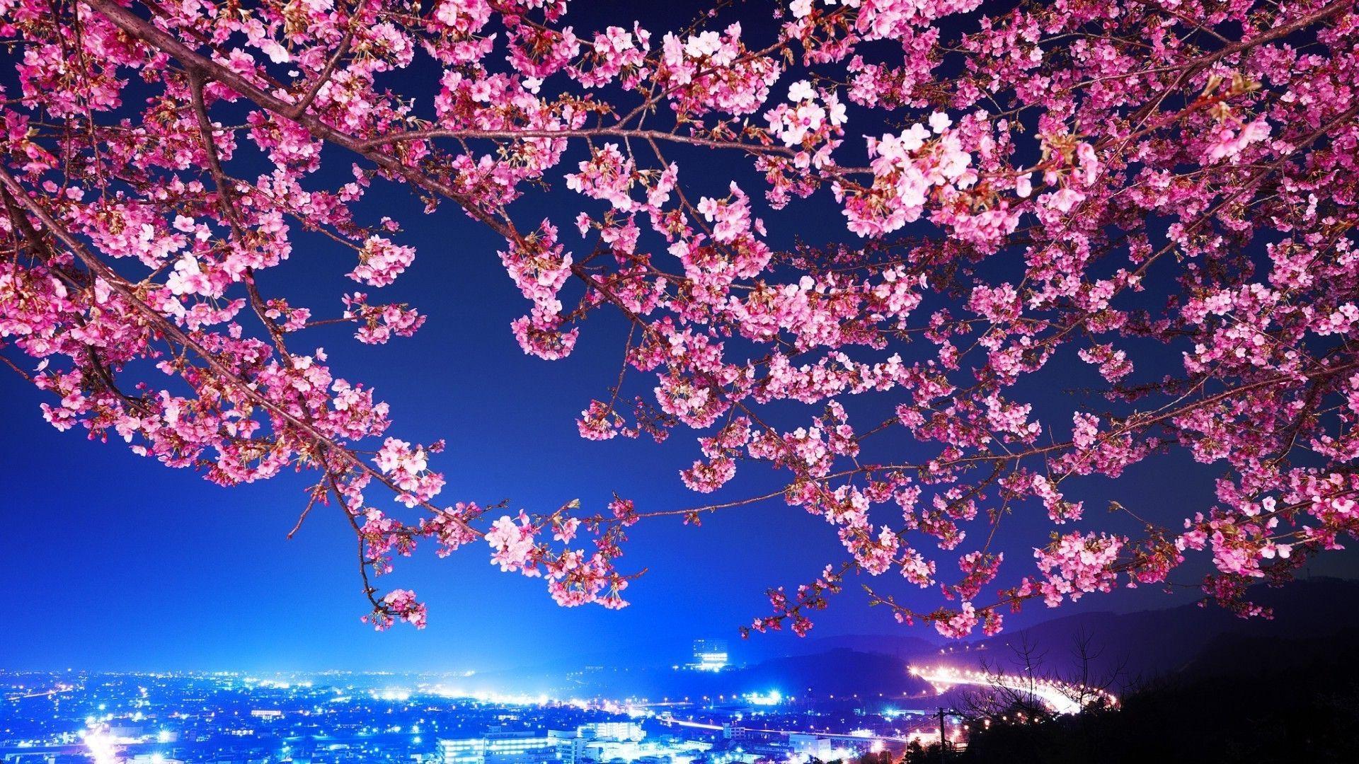 Cherry Blossom Hd Wallpapers