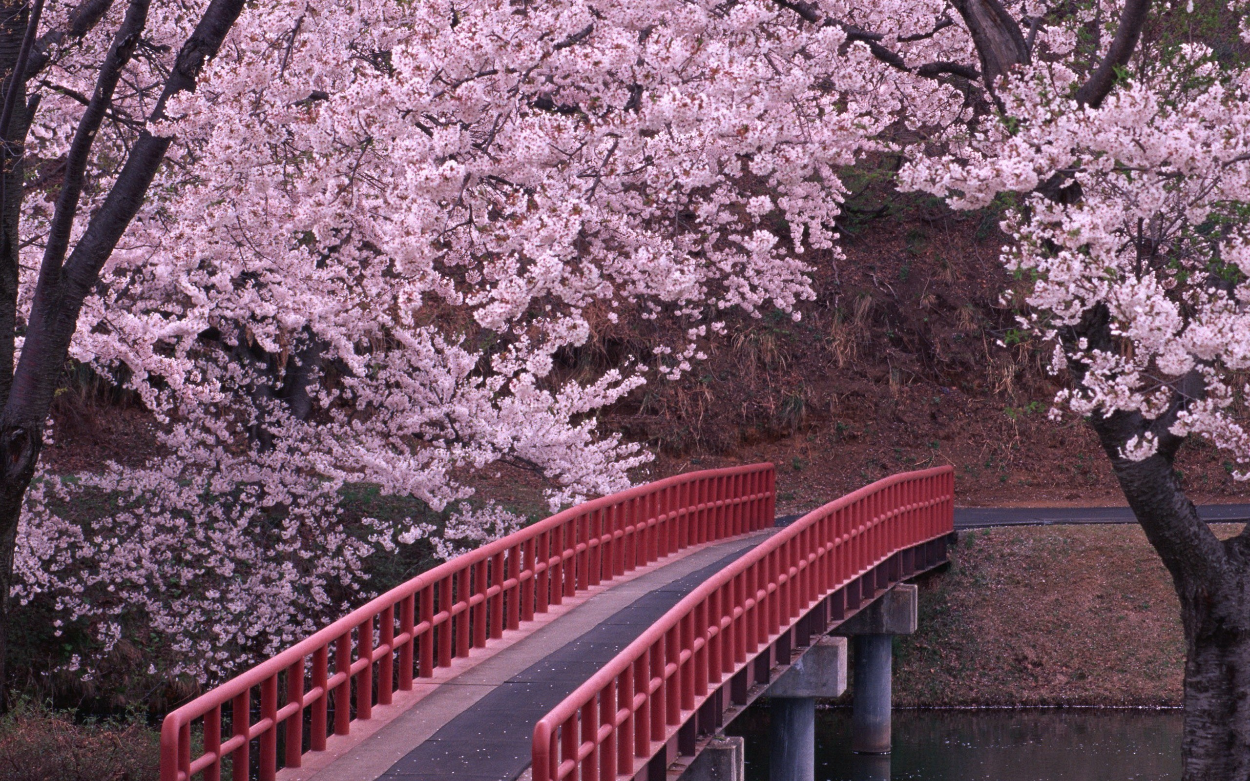 Cherry Blossom Hd Wallpapers