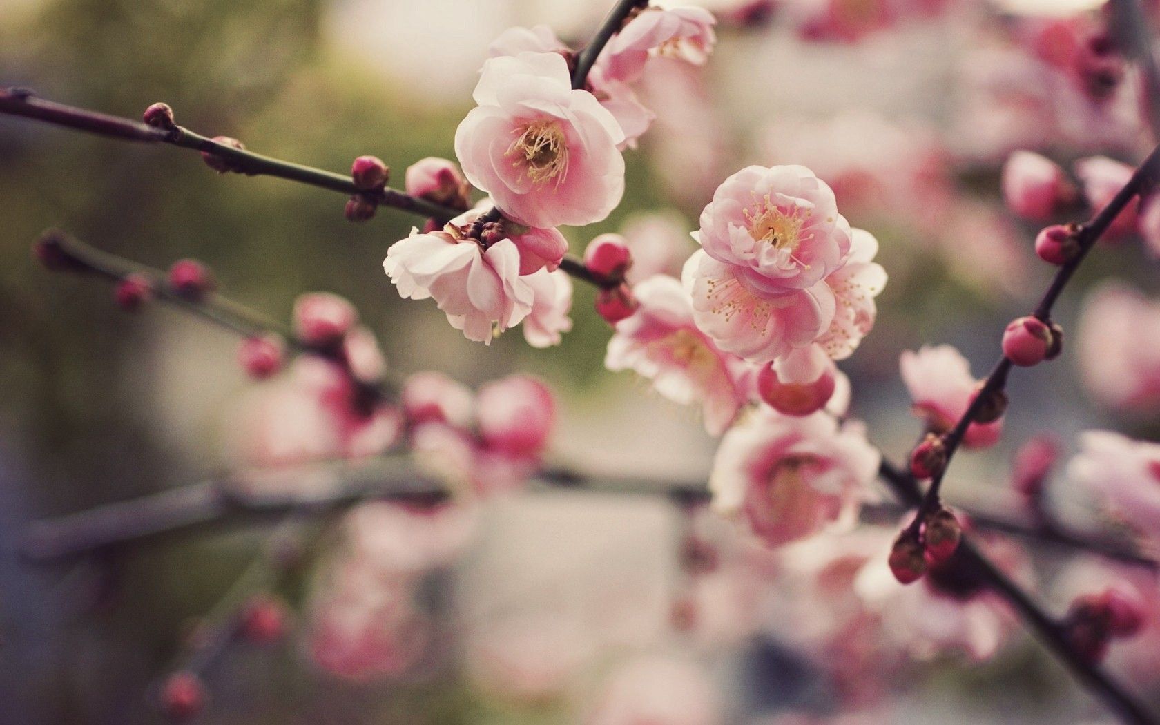 Cherry Blossom Hd Wallpapers