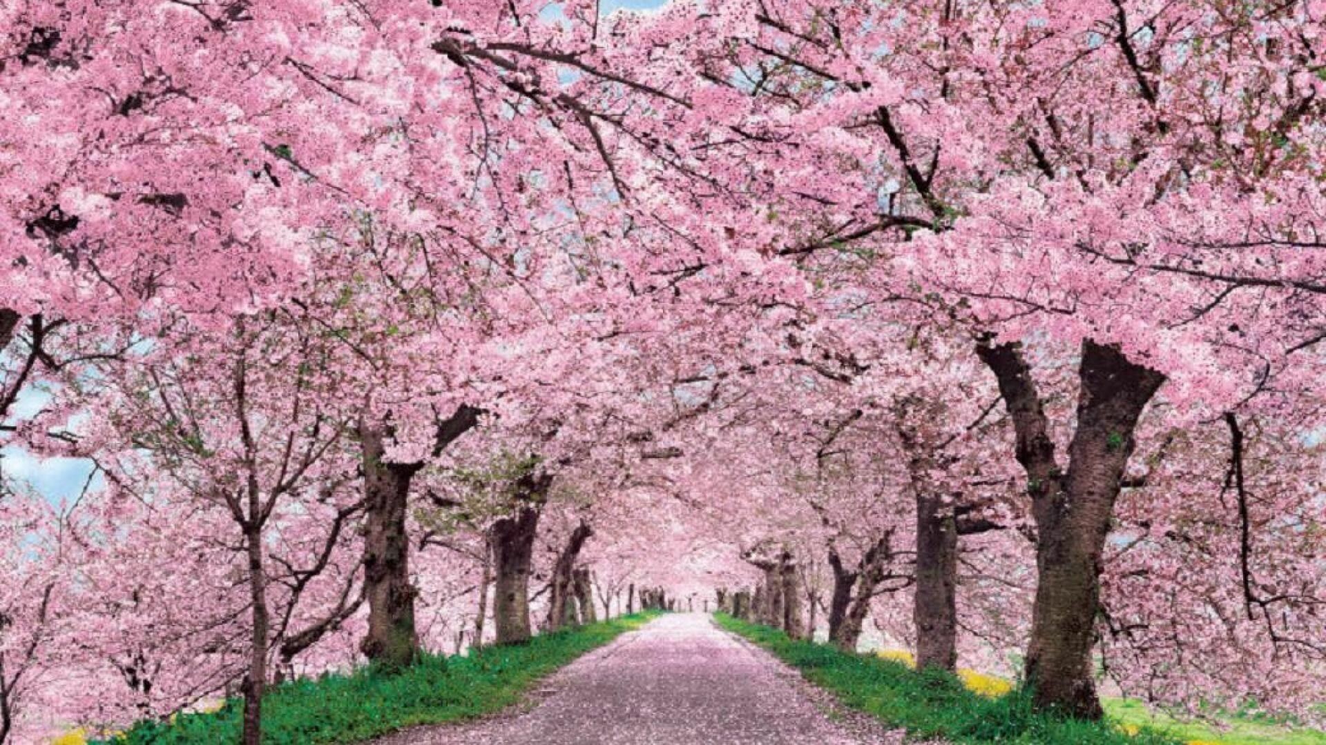 Cherry Blossom Hd Wallpapers