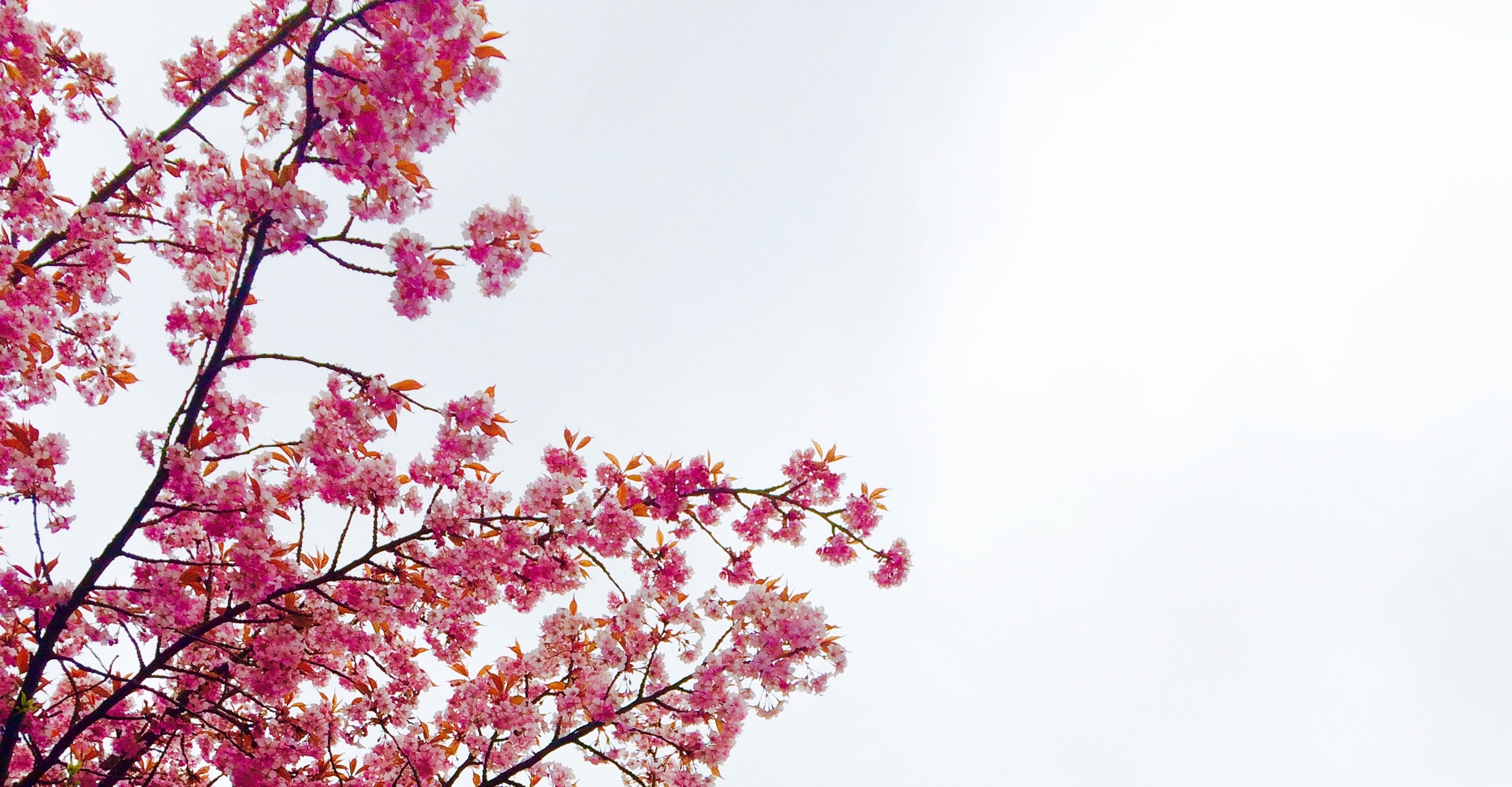 Cherry Blossom Hd Wallpapers