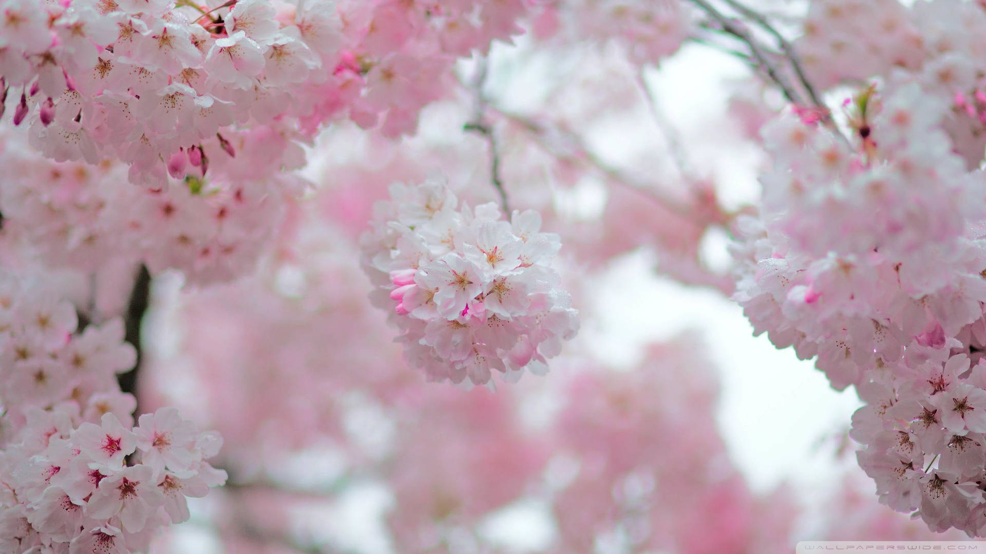 Cherry Blossom Hd Wallpapers