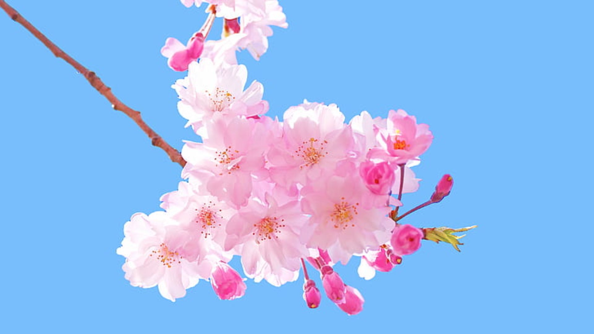 Cherry Blossom Hd Wallpapers