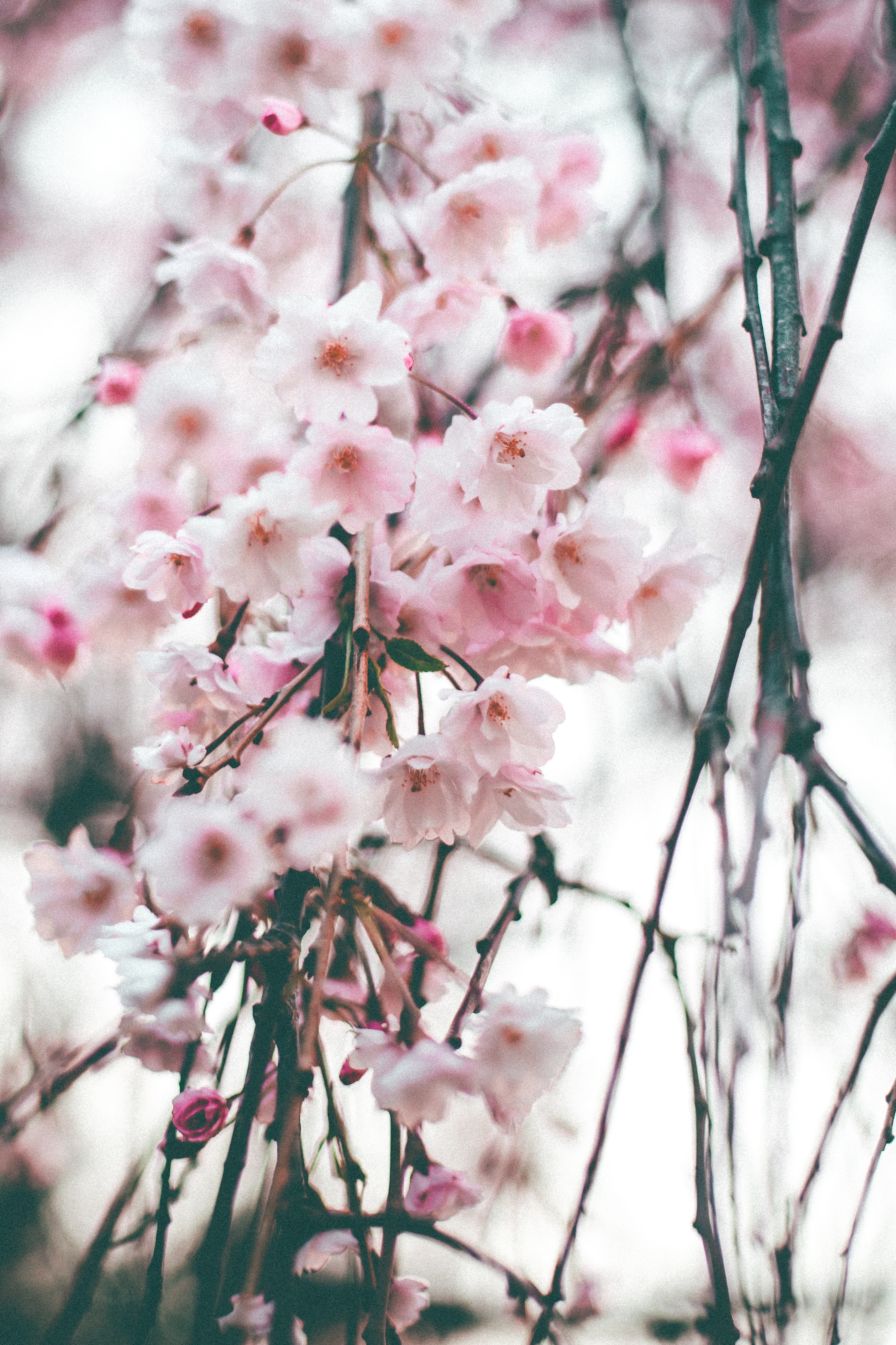 Cherry Blossom Hd Wallpapers