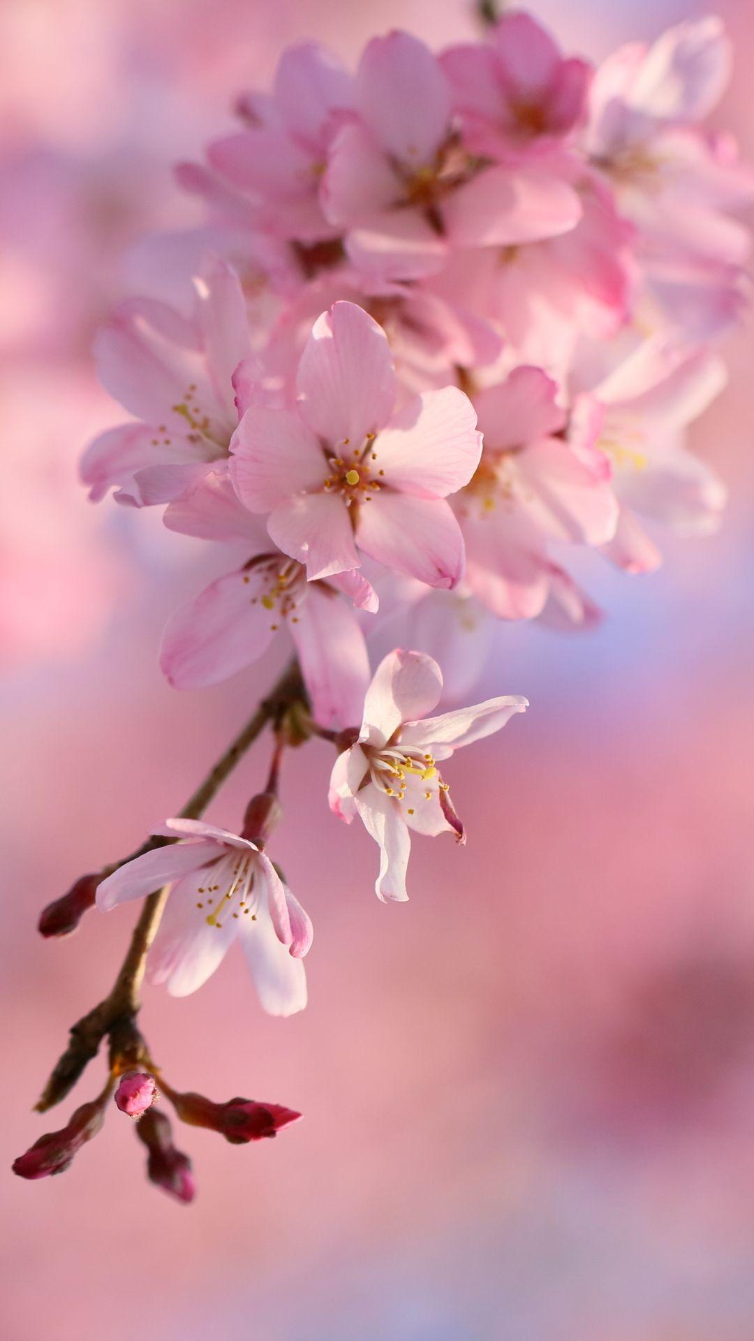 Cherry Blossom Iphone Wallpapers