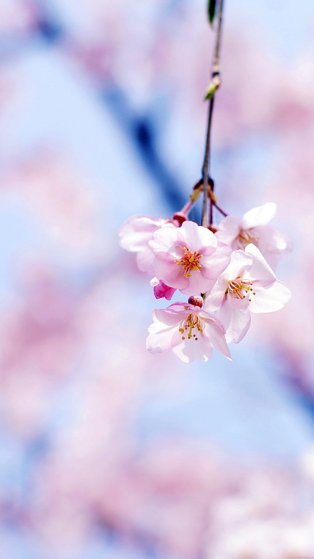 Cherry Blossom Iphone Wallpapers