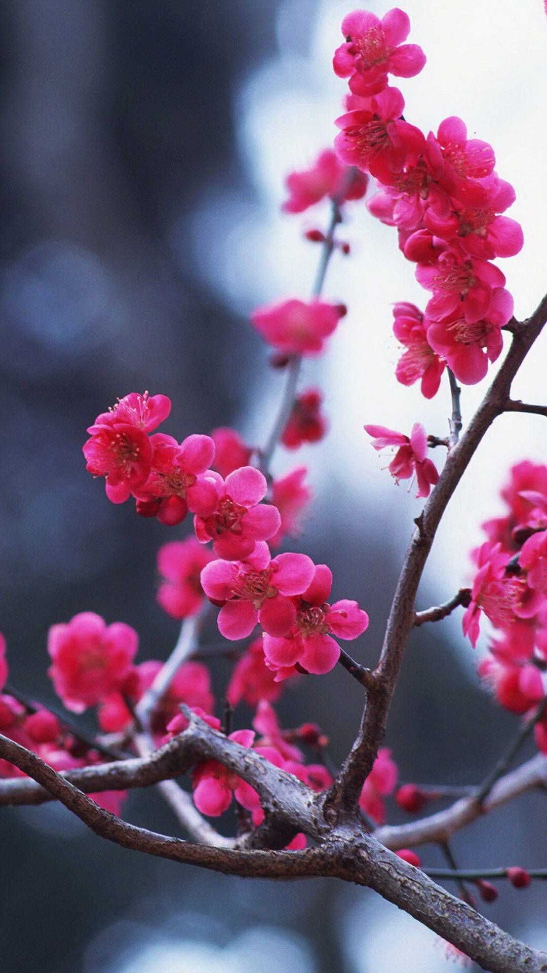 Cherry Blossom Iphone Wallpapers