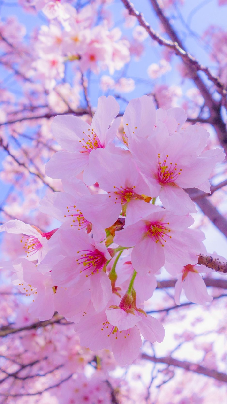 Cherry Blossom Iphone Wallpapers