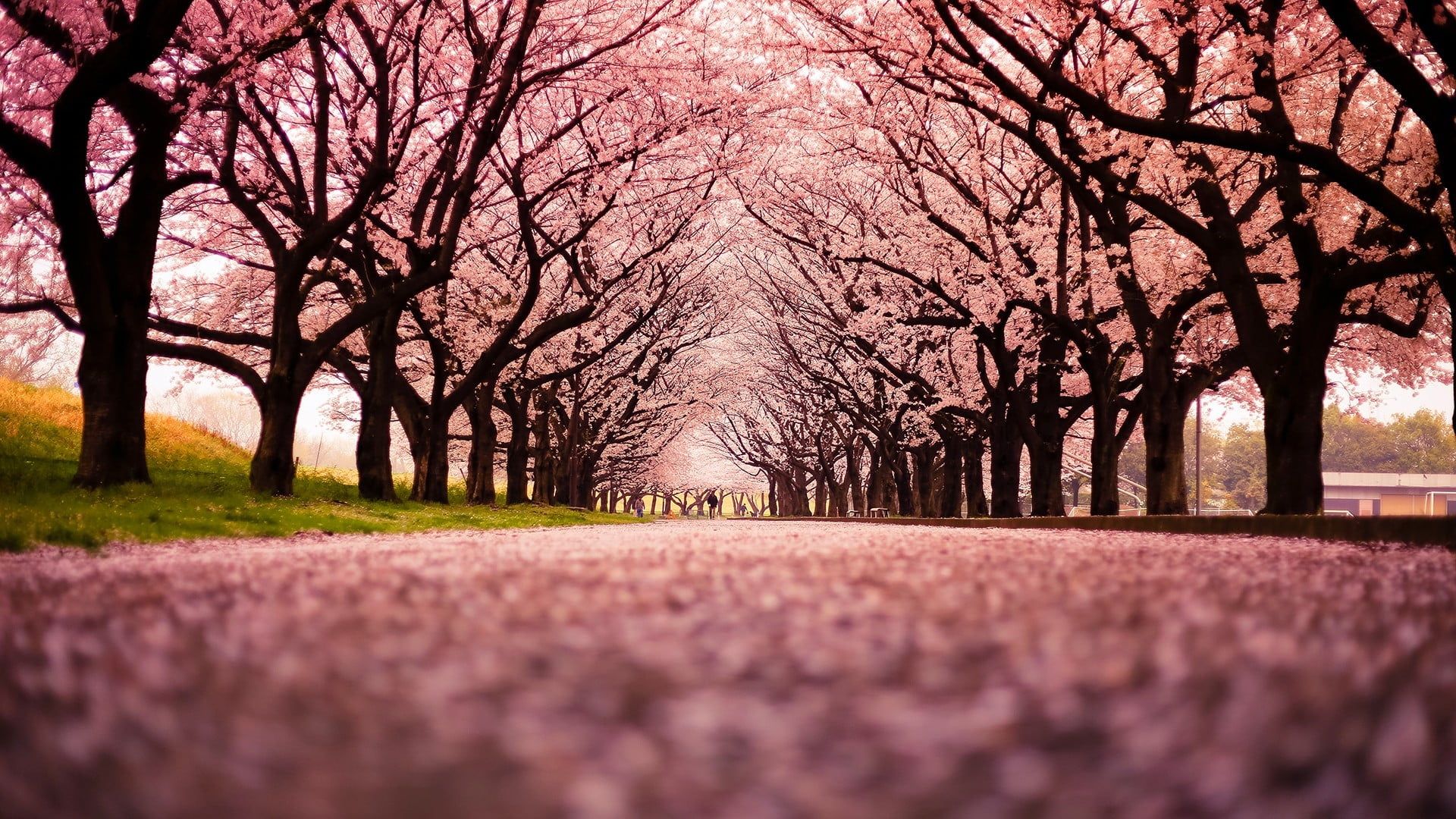 Cherry Blossom Landscape Wallpapers