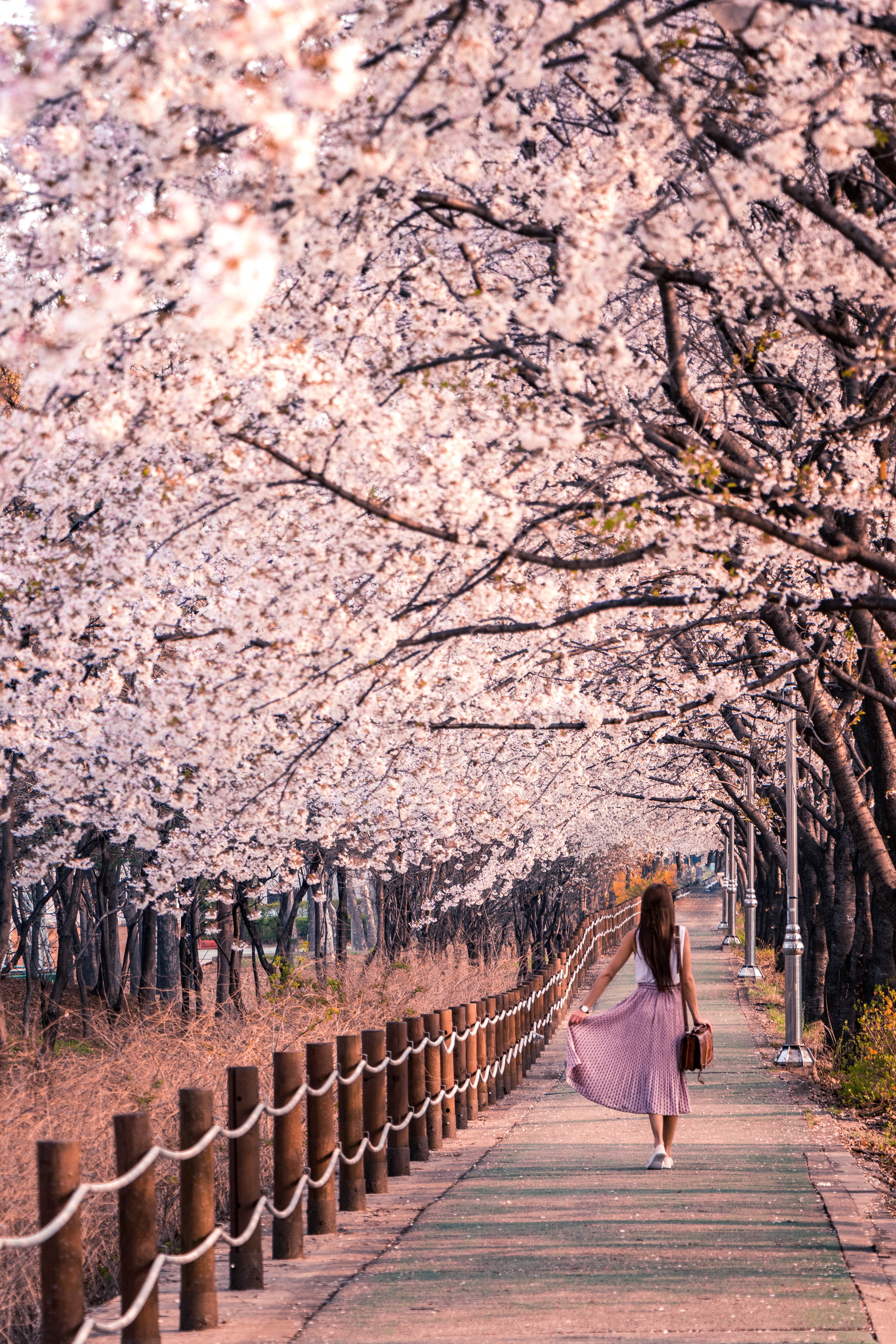 Cherry Blossom Landscape Wallpapers